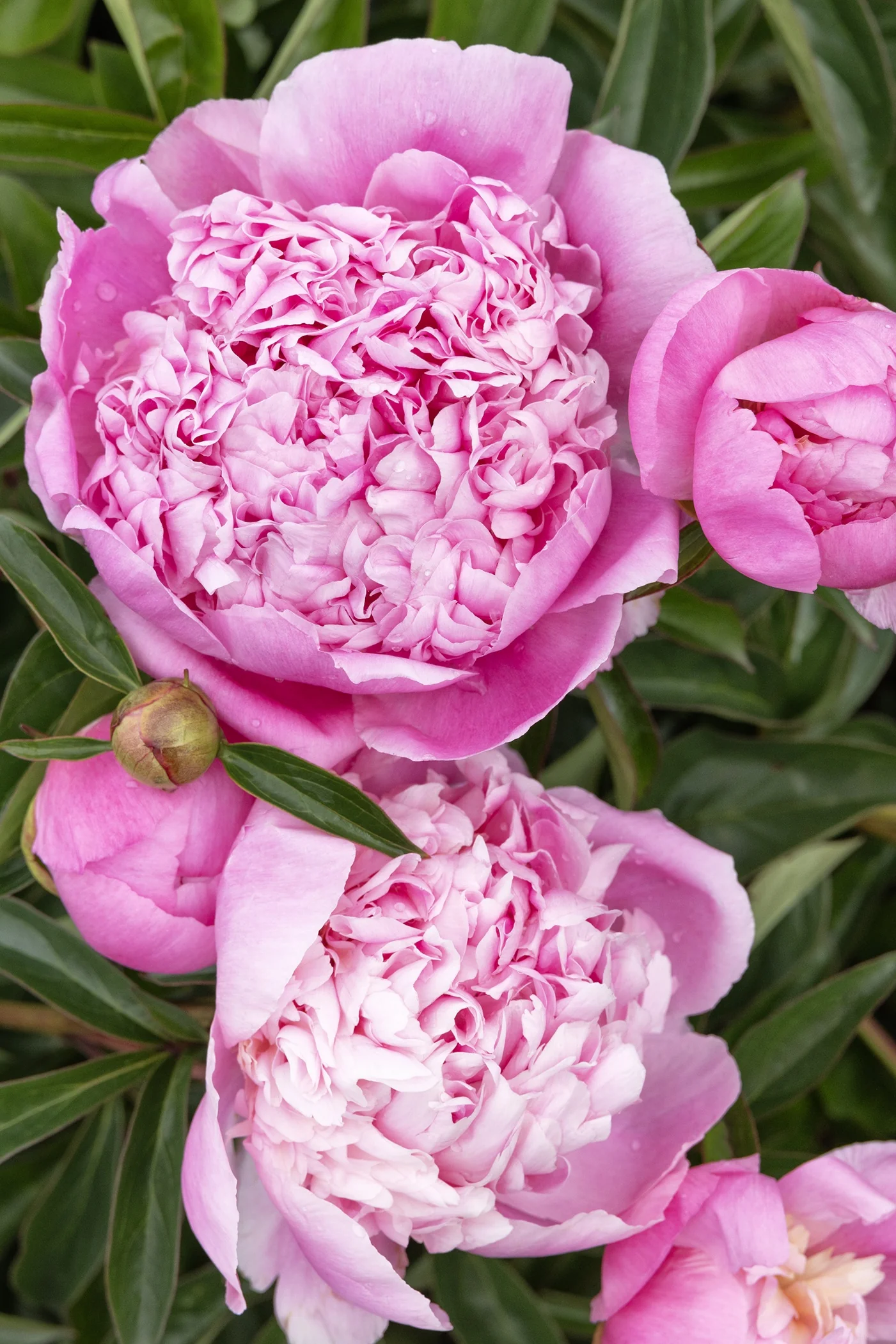 Lady Orchid Peony 4 Lady Orchid Peony