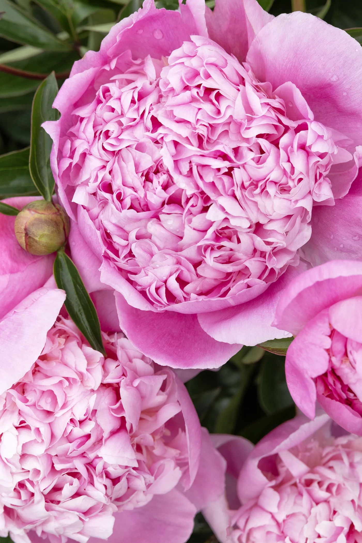 Lady Orchid Peony