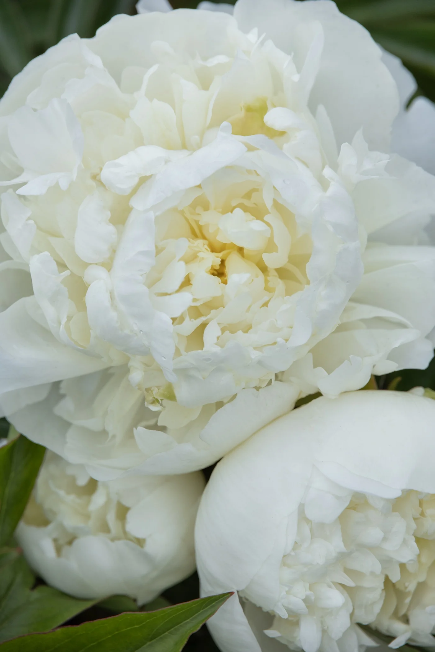 Jan Van Leeuwen Peony