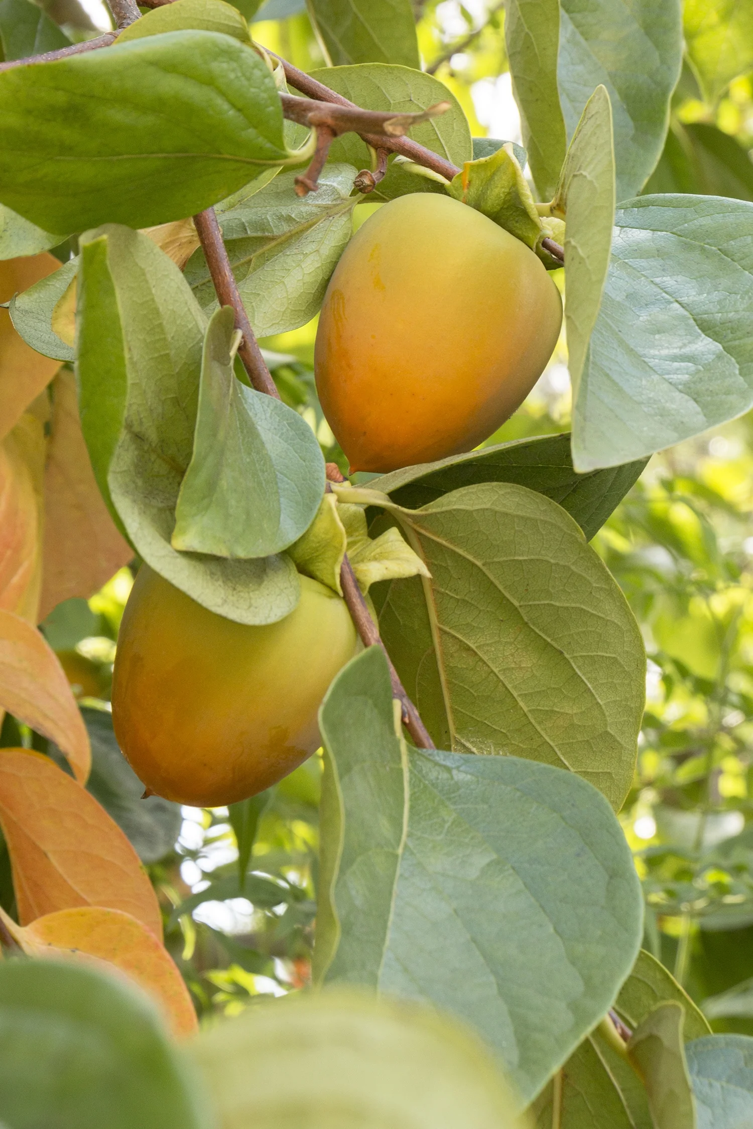 Hachiya Japanese Persimmon 1 Hachiya Japanese Persimmon