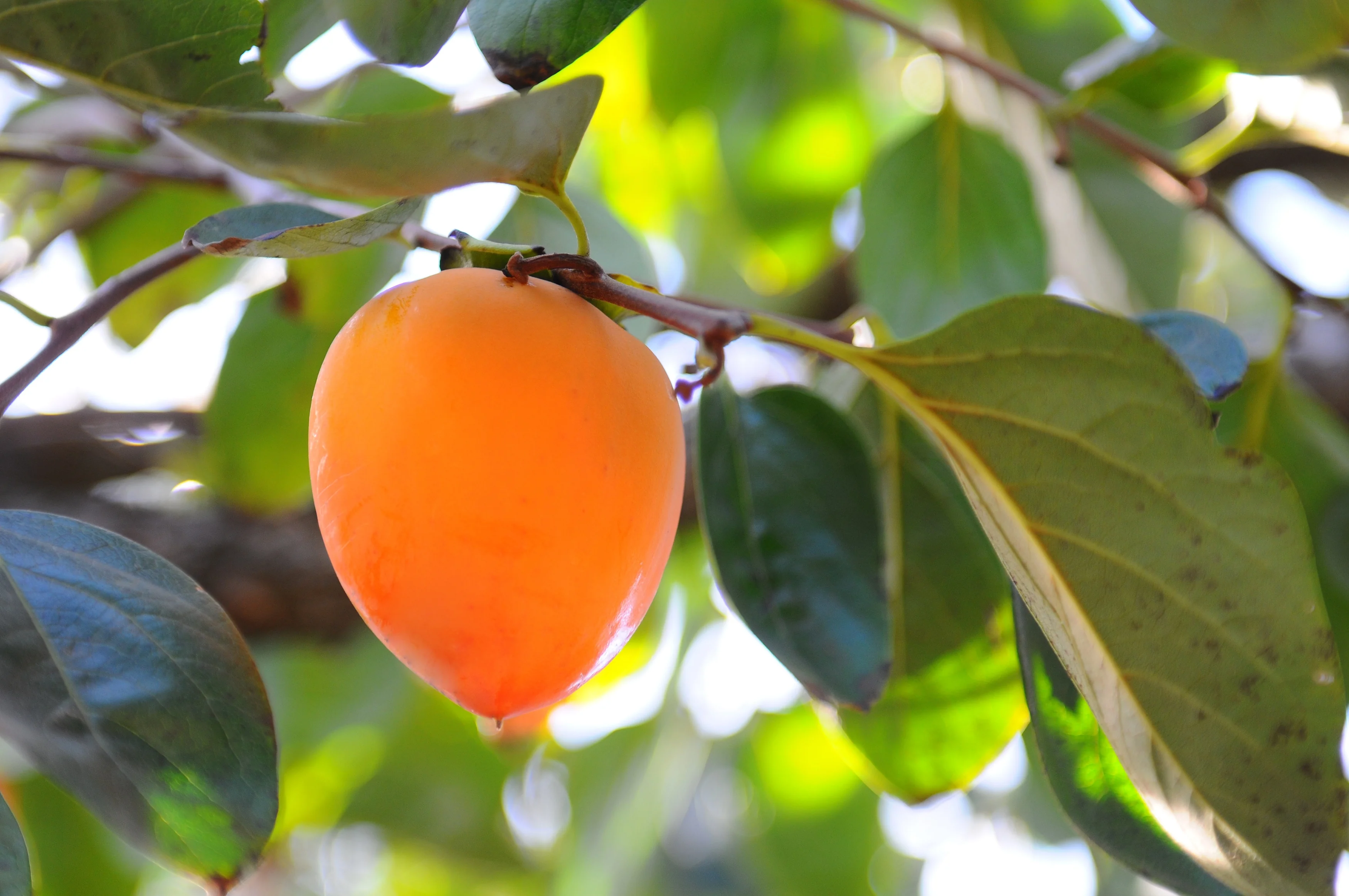 Hachiya Japanese Persimmon 2 Hachiya Japanese Persimmon