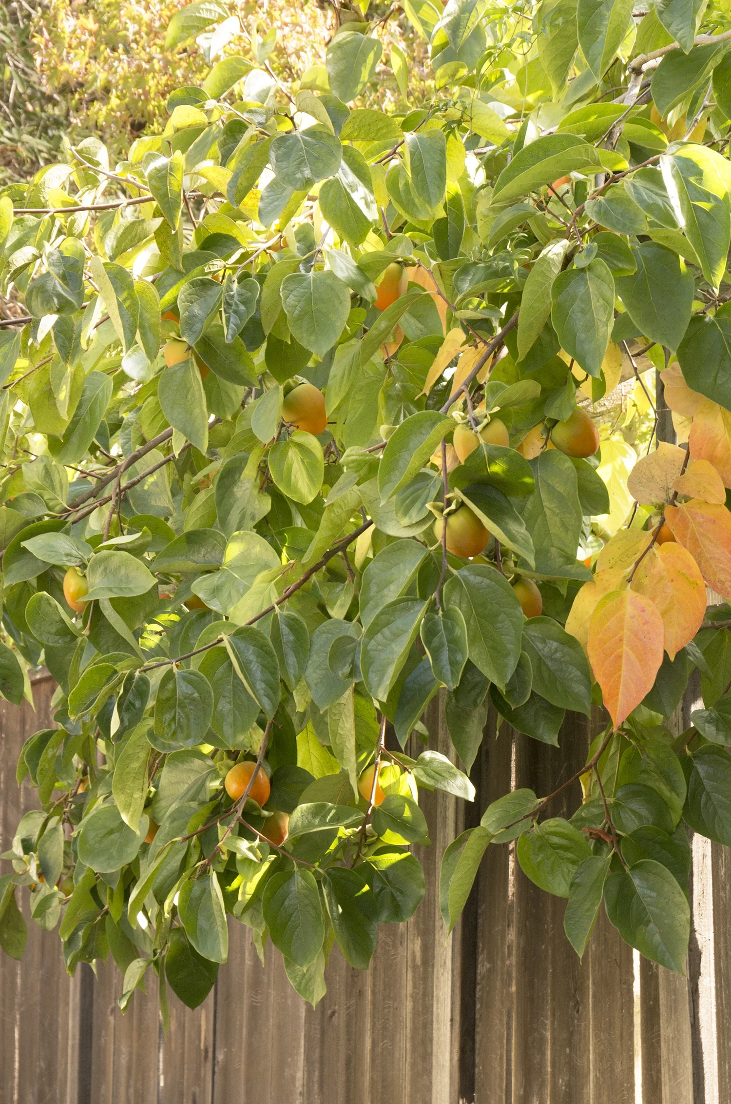 Hachiya Japanese Persimmon 3 Hachiya Japanese Persimmon
