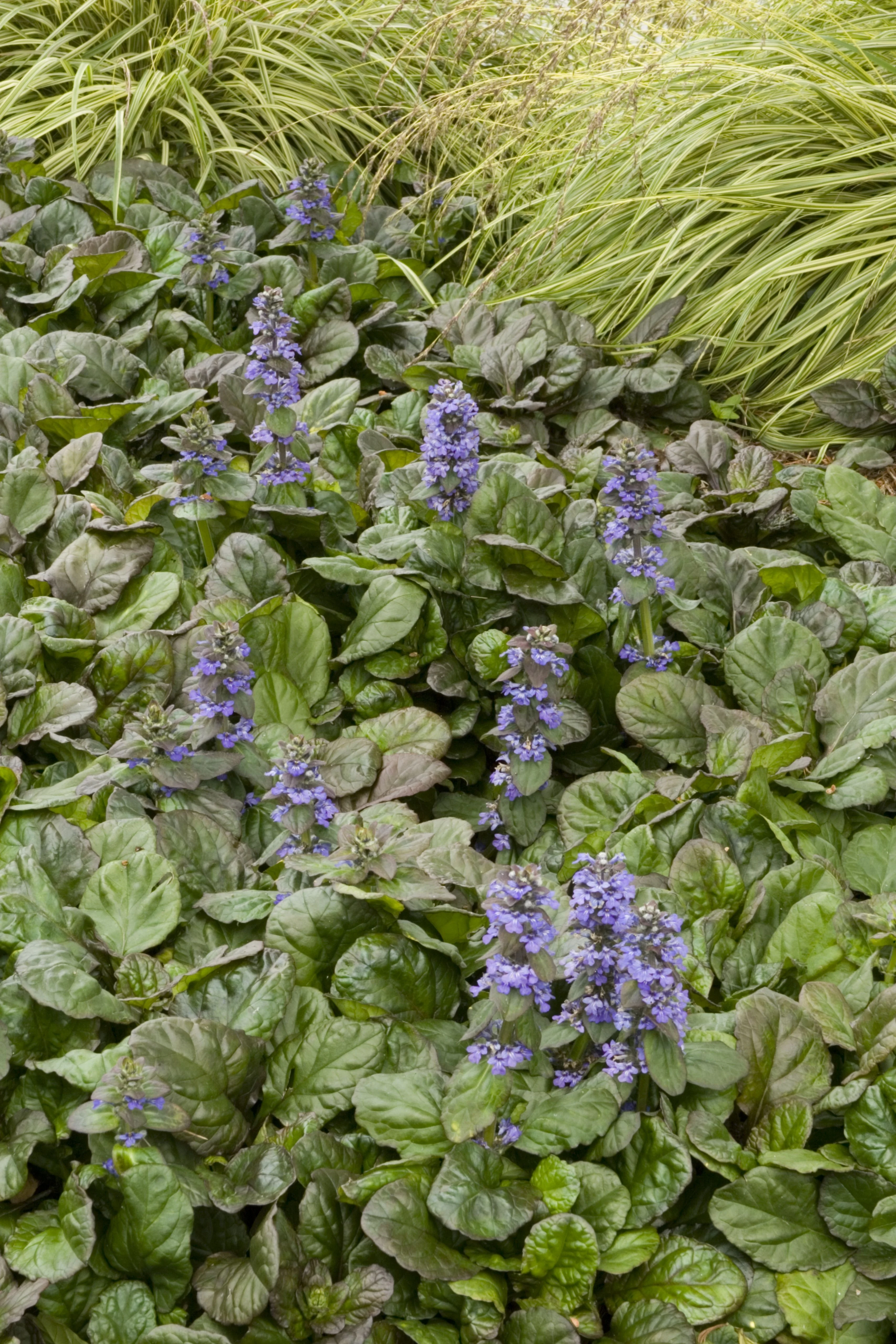 Bronze Beauty Ajuga 9 Bronze Beauty Ajuga