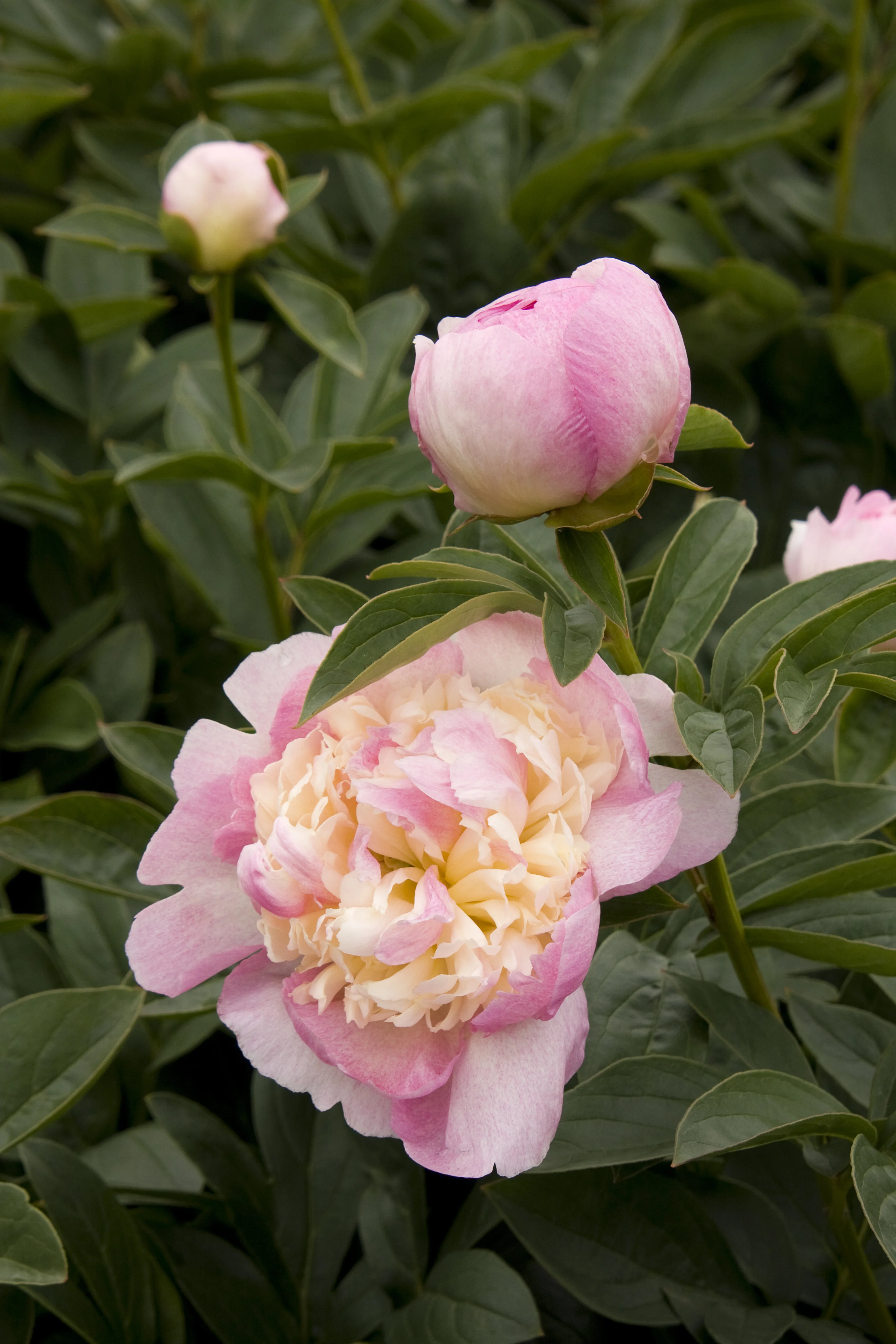 Raspberry Sundae Peony 1 Raspberry Sundae Peony