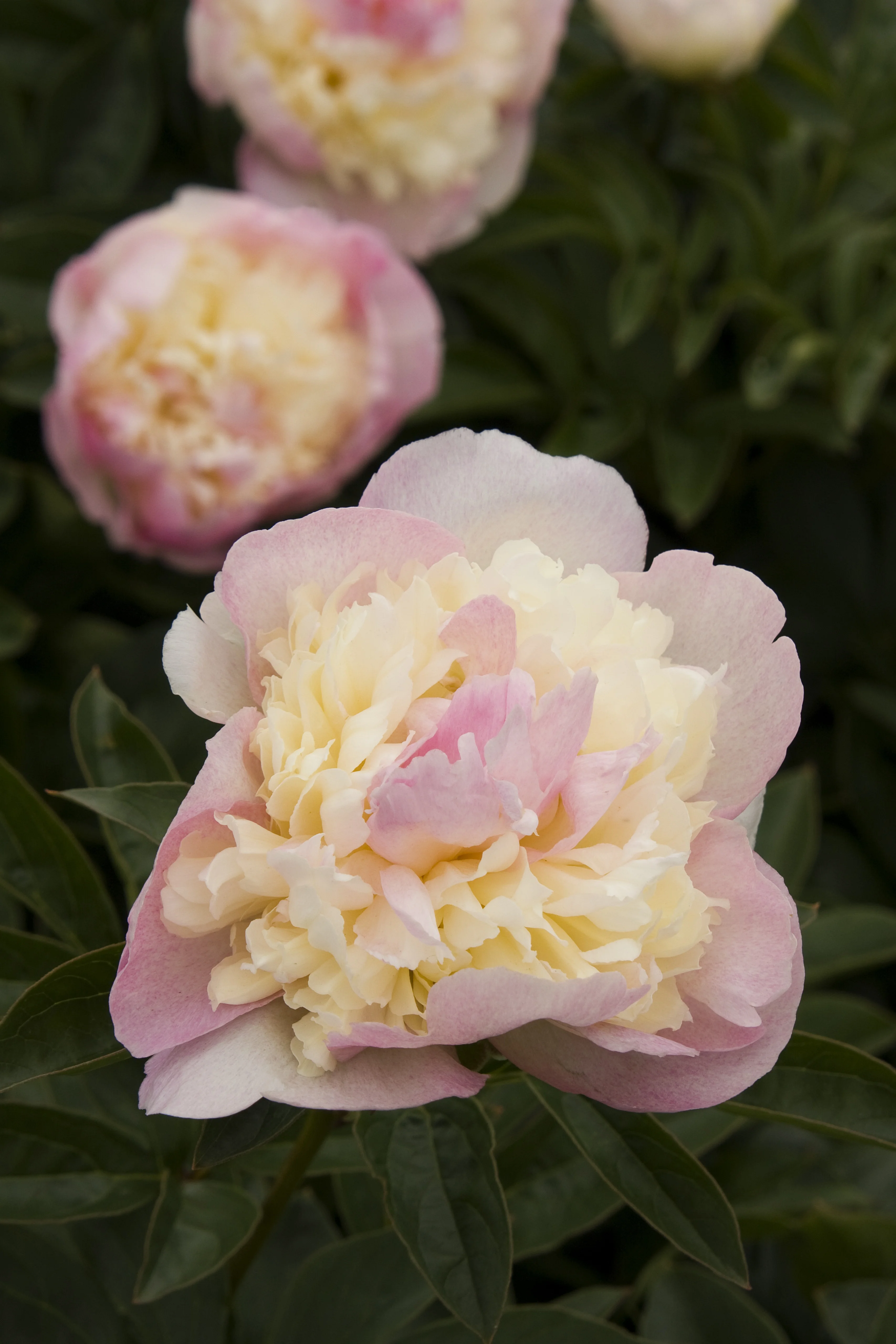 Raspberry Sundae Peony 2 Raspberry Sundae Peony