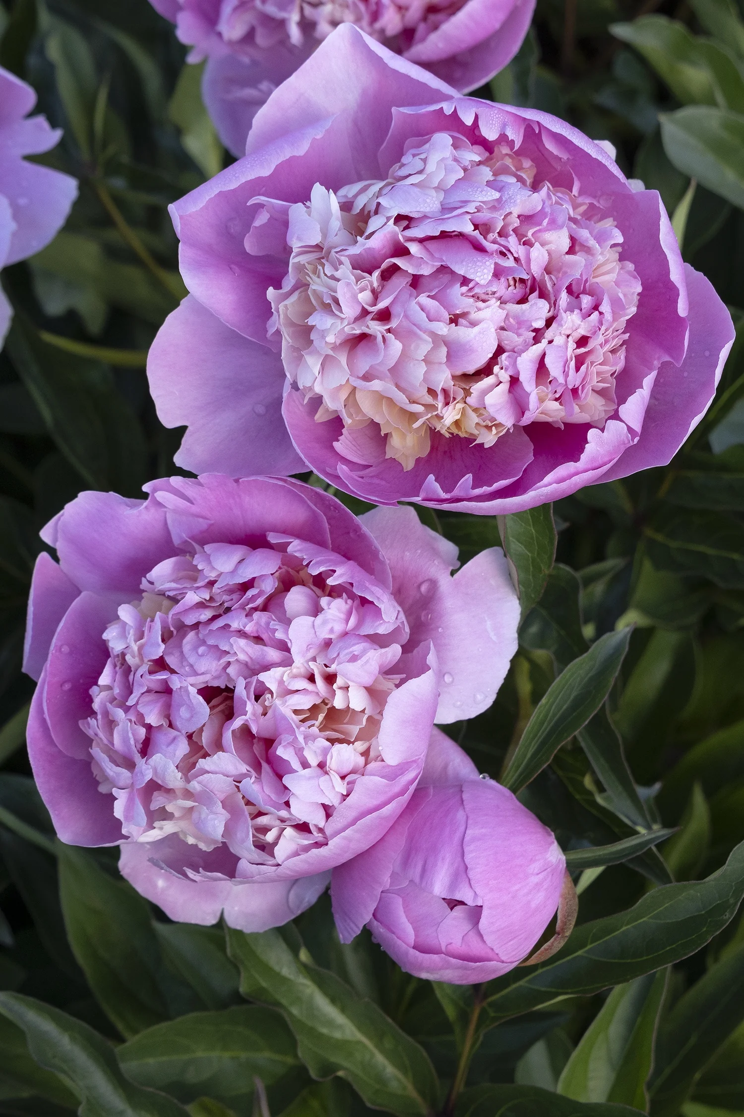 Raspberry Sundae Peony 3 Raspberry Sundae Peony