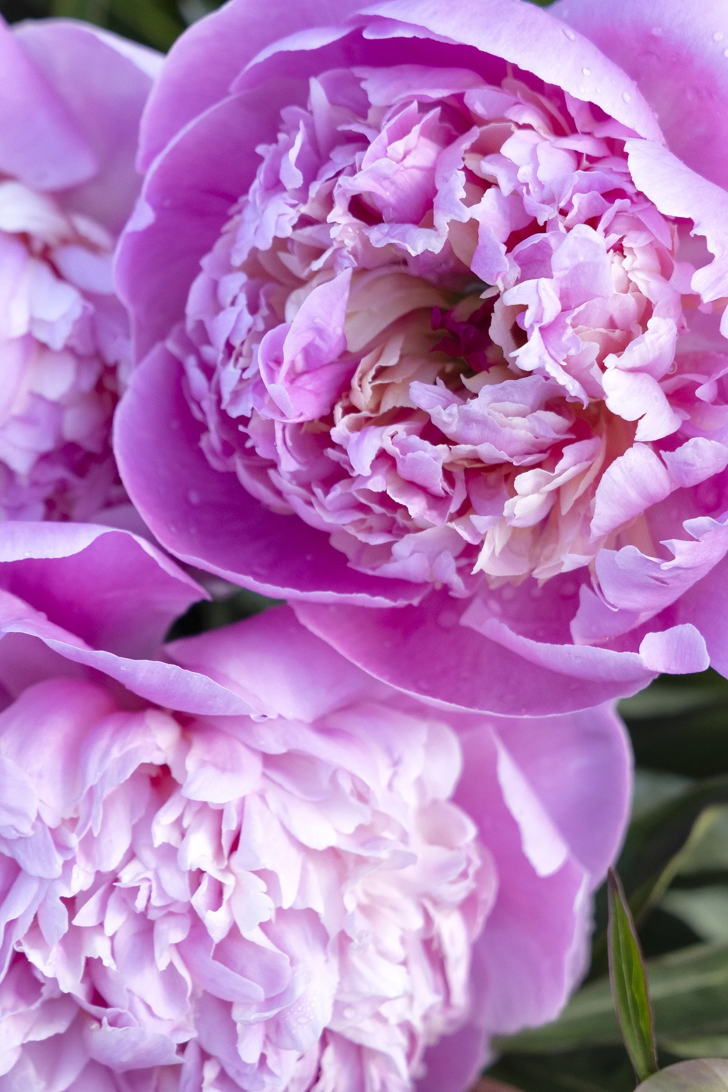 Raspberry Sundae Peony 4 Raspberry Sundae Peony