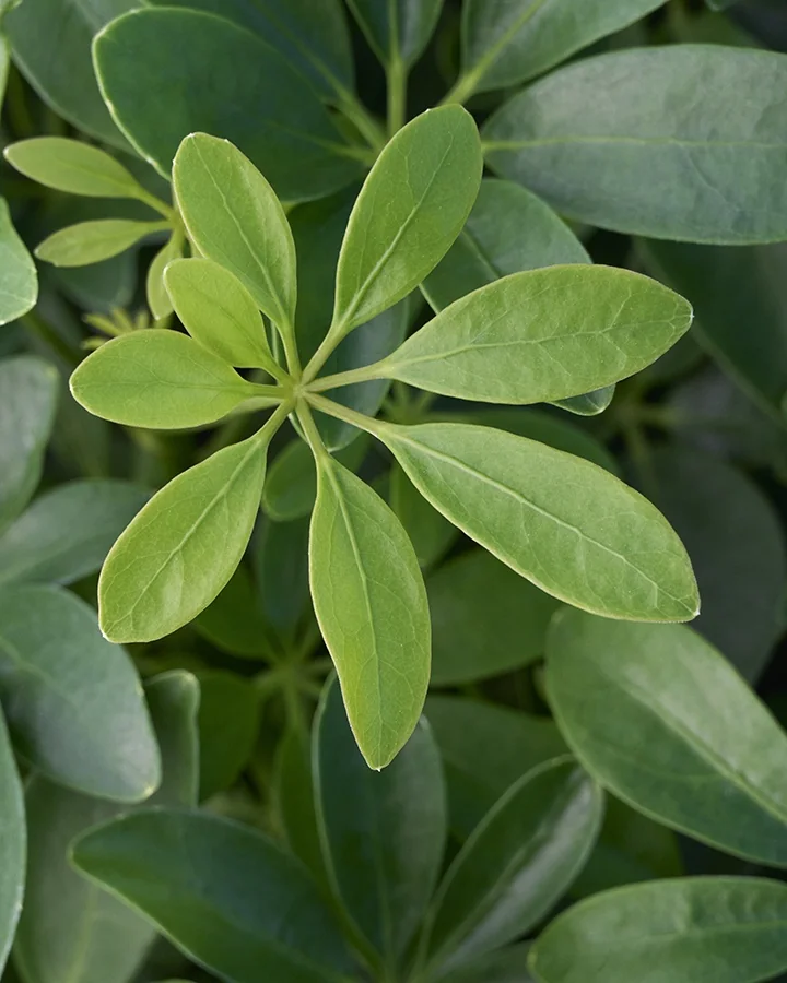 Dwarf Umbrella Plant