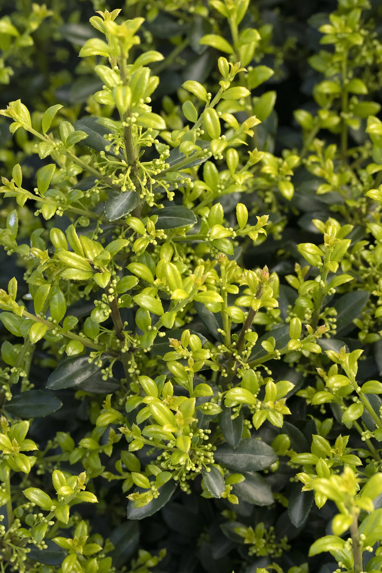 Luxus® Compact Japanese Holly