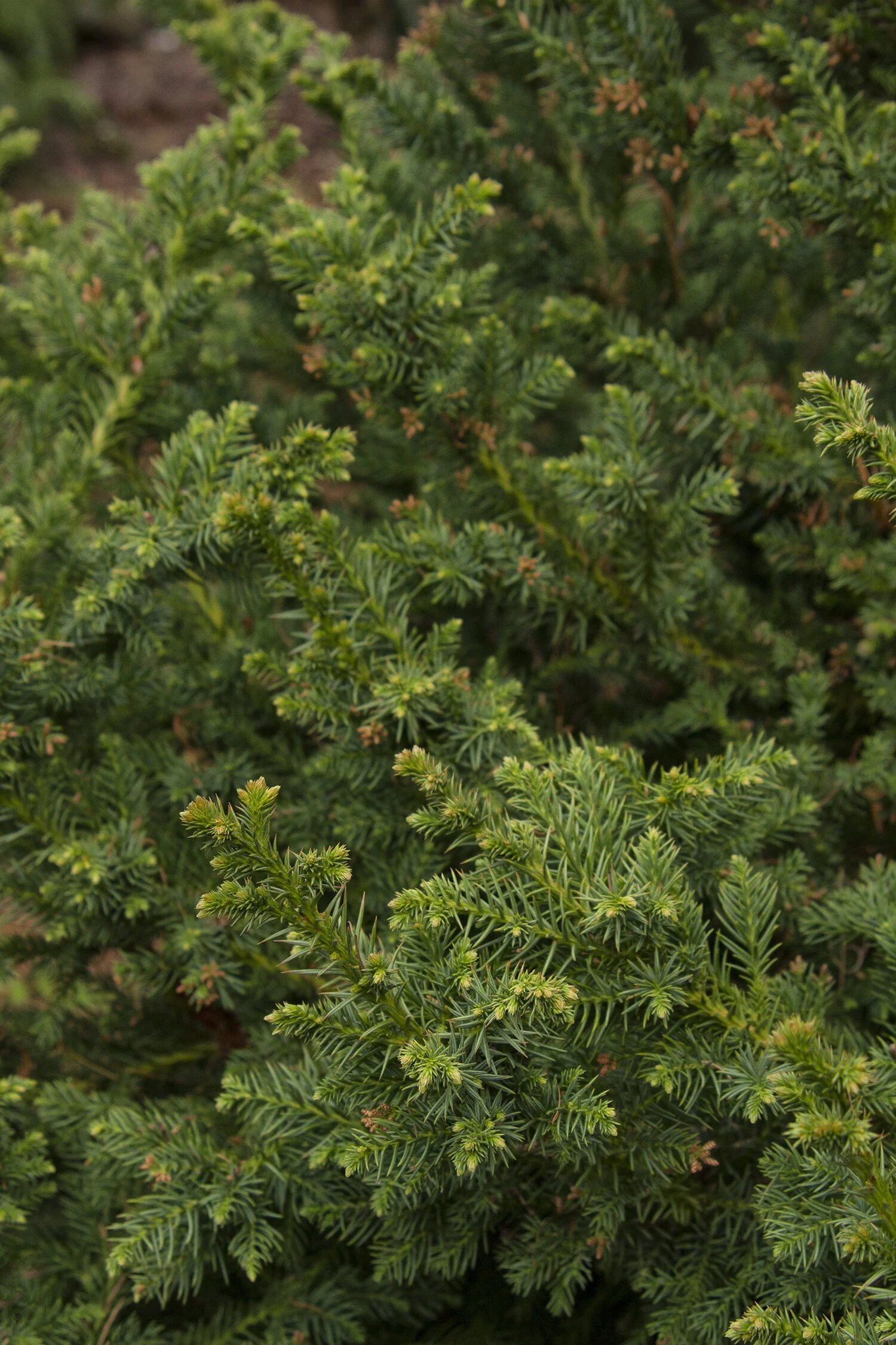 Black Dragon Japanese Cedar 1 Black Dragon Japanese Cedar