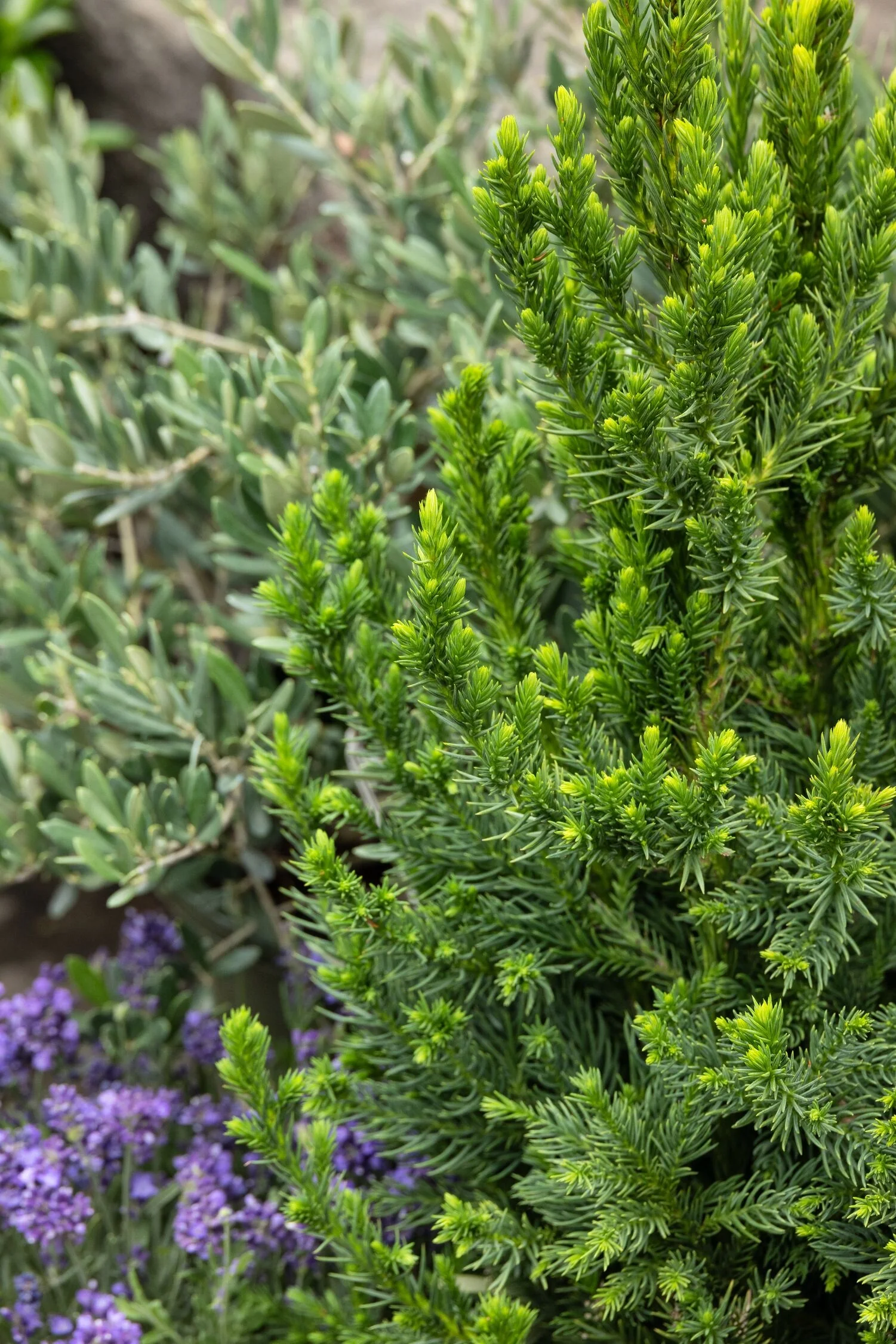 Black Dragon Japanese Cedar 2 Black Dragon Japanese Cedar