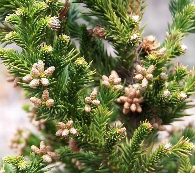Black Dragon Japanese Cedar 3 Black Dragon Japanese Cedar