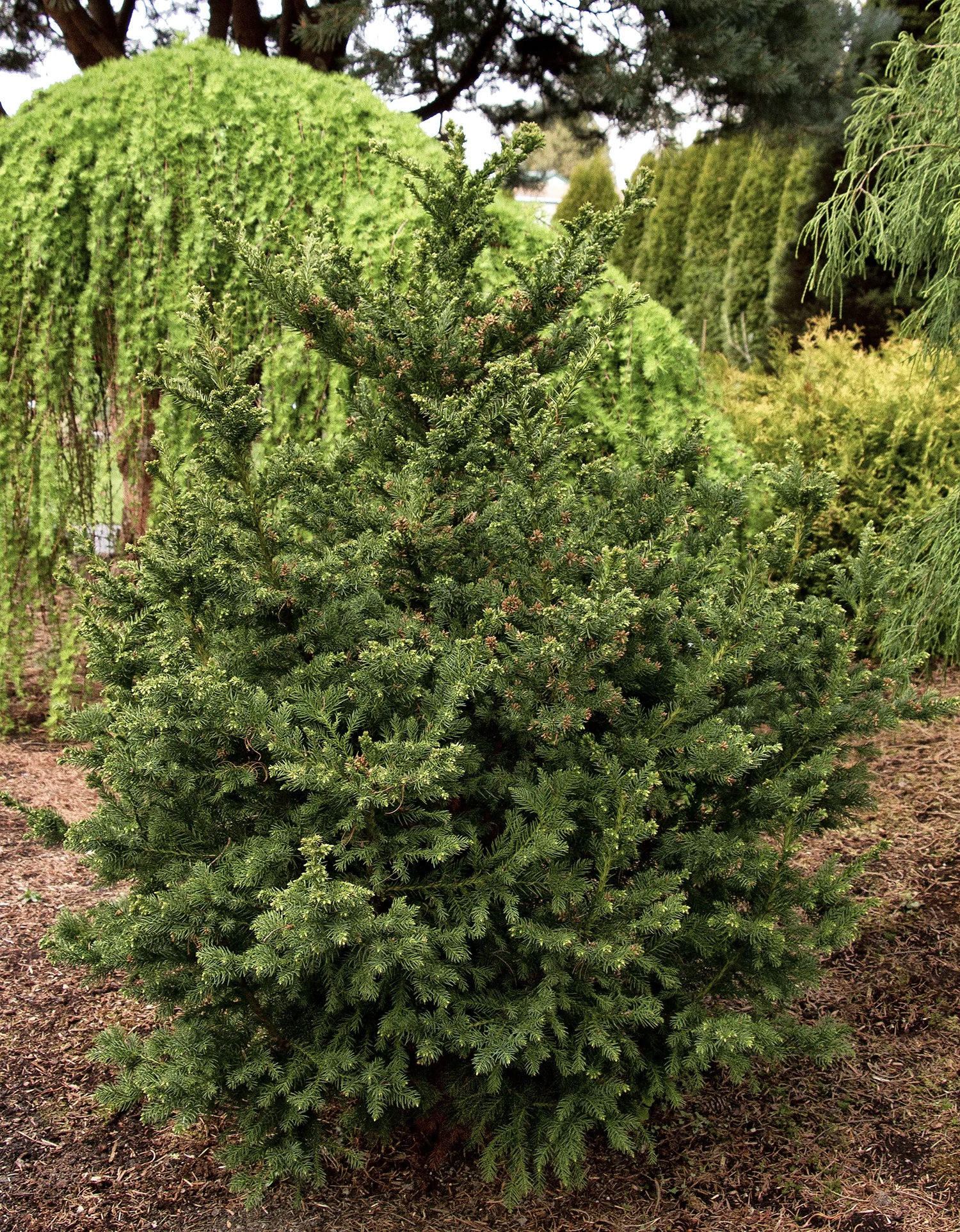 Black Dragon Japanese Cedar 4 Black Dragon Japanese Cedar