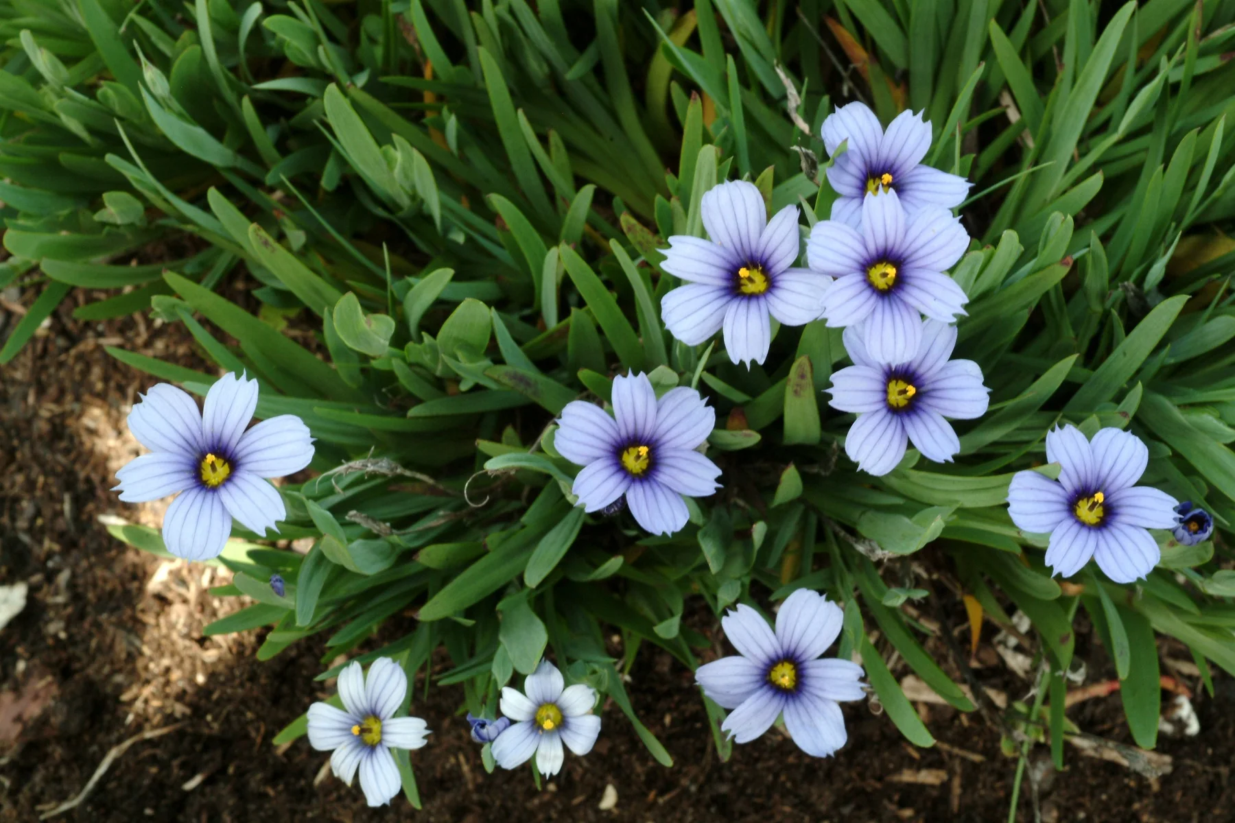 Devon Skies Blue-Eyed Grass