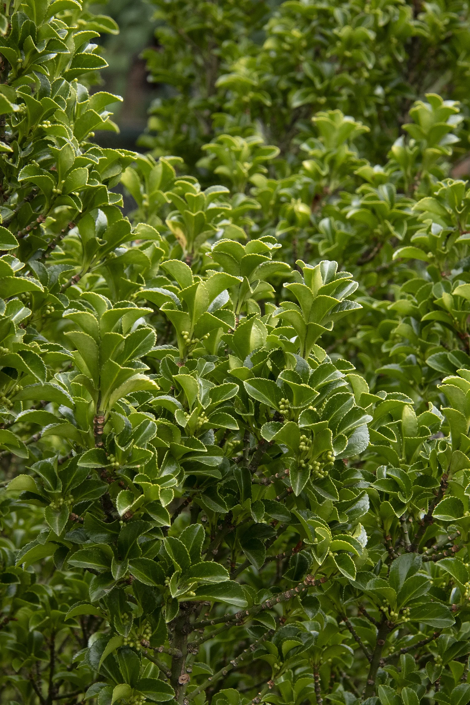 Green Spire Euonymus 1 Green Spire Euonymus