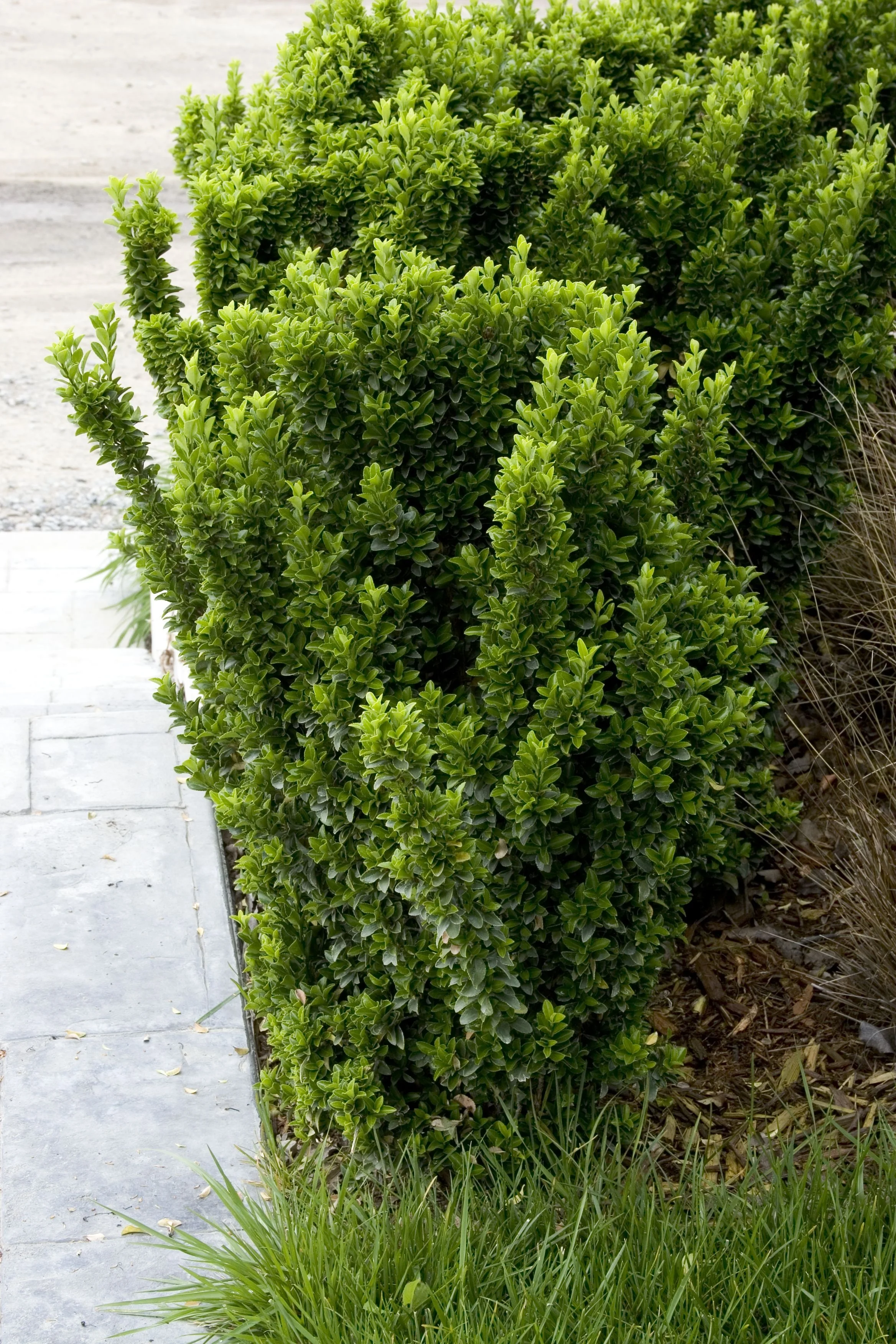 Green Spire Euonymus 2 Green Spire Euonymus