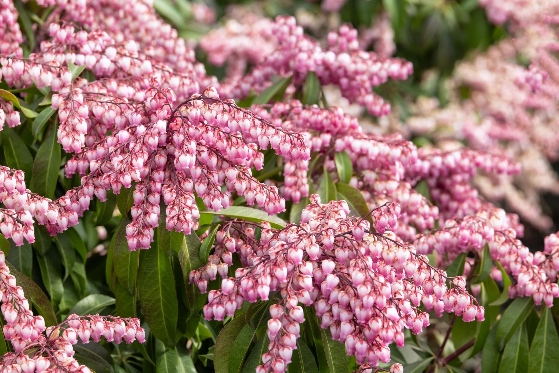 Katsura Pieris 7 Katsura Pieris