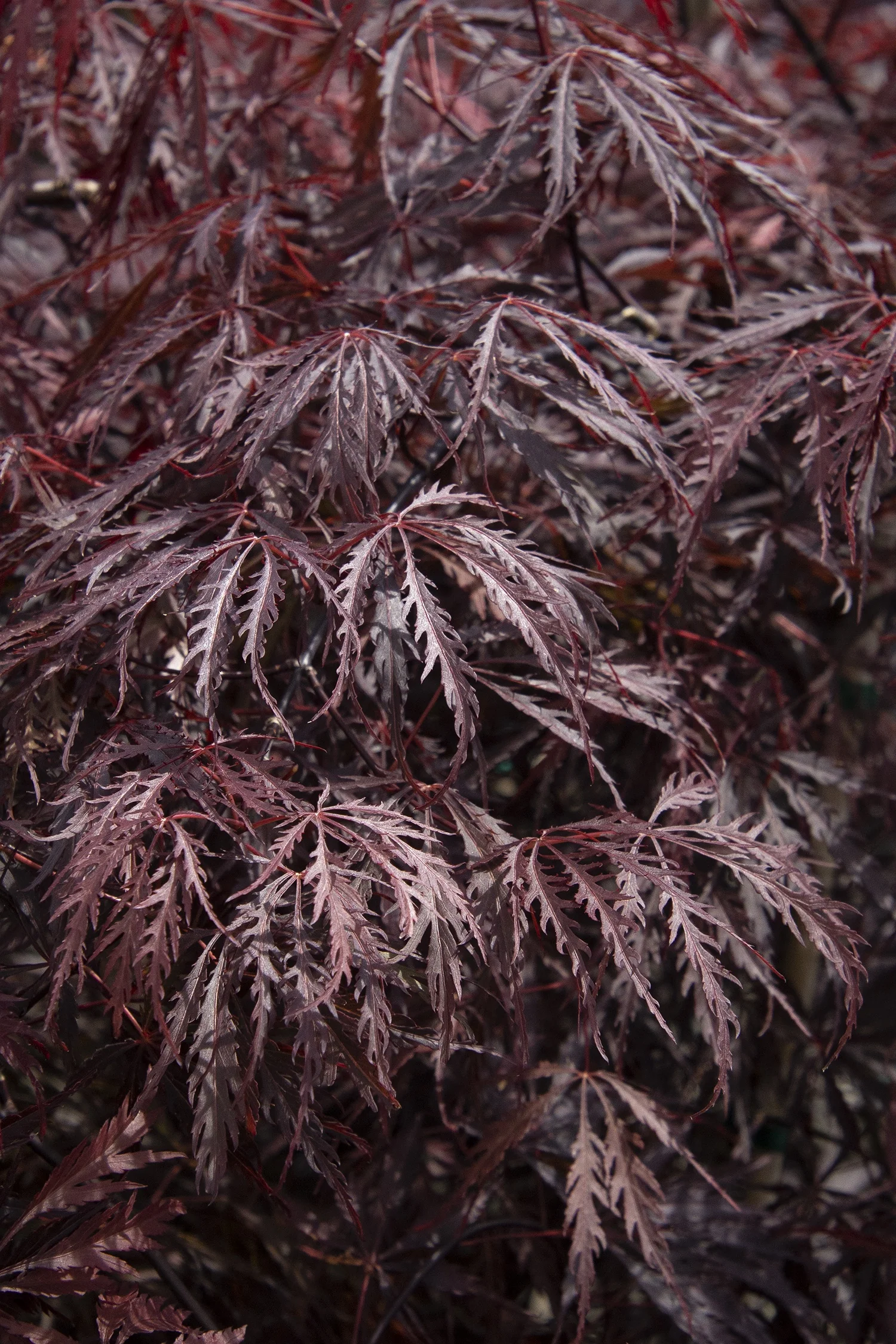 Tamukeyama Japanese Maple 10 Tamukeyama Japanese Maple