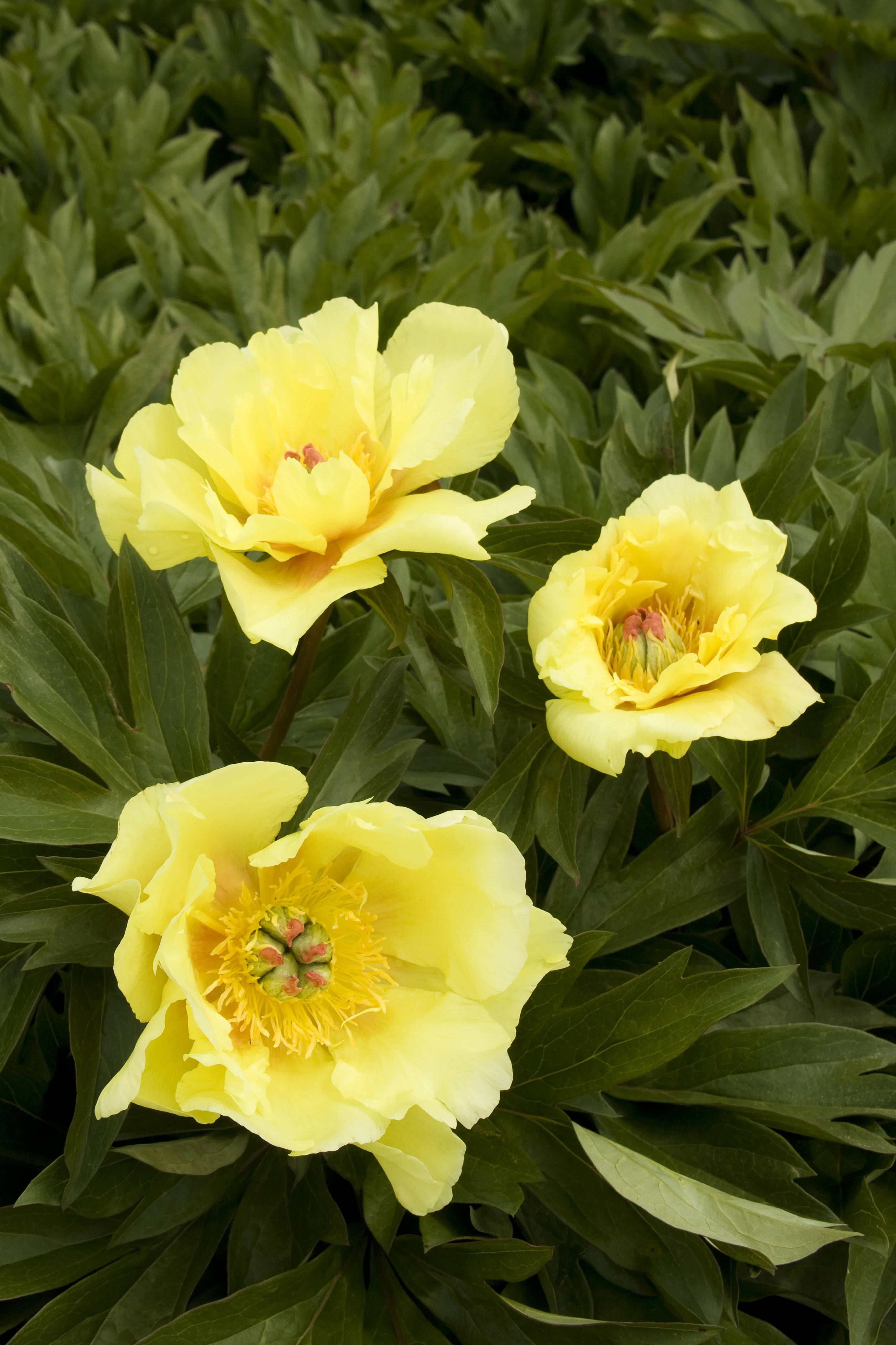 Sequestered Sunshine Itoh Peony 5 Sequestered Sunshine Itoh Peony