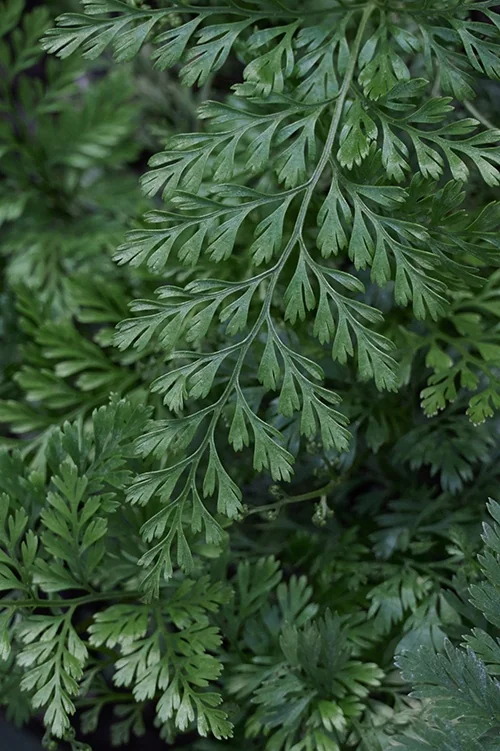 Rabbit's Foot Fern 1 Rabbit's Foot Fern