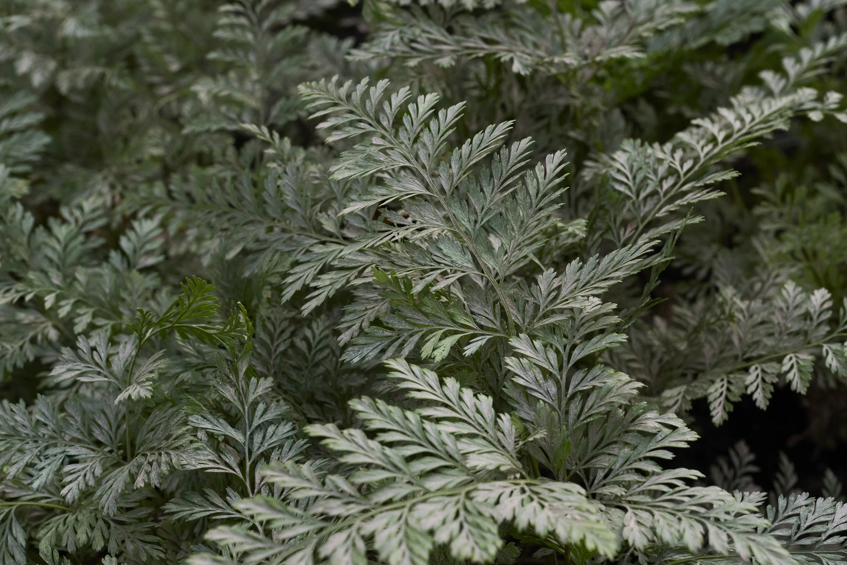 Rabbit's Foot Fern 2 Rabbit's Foot Fern
