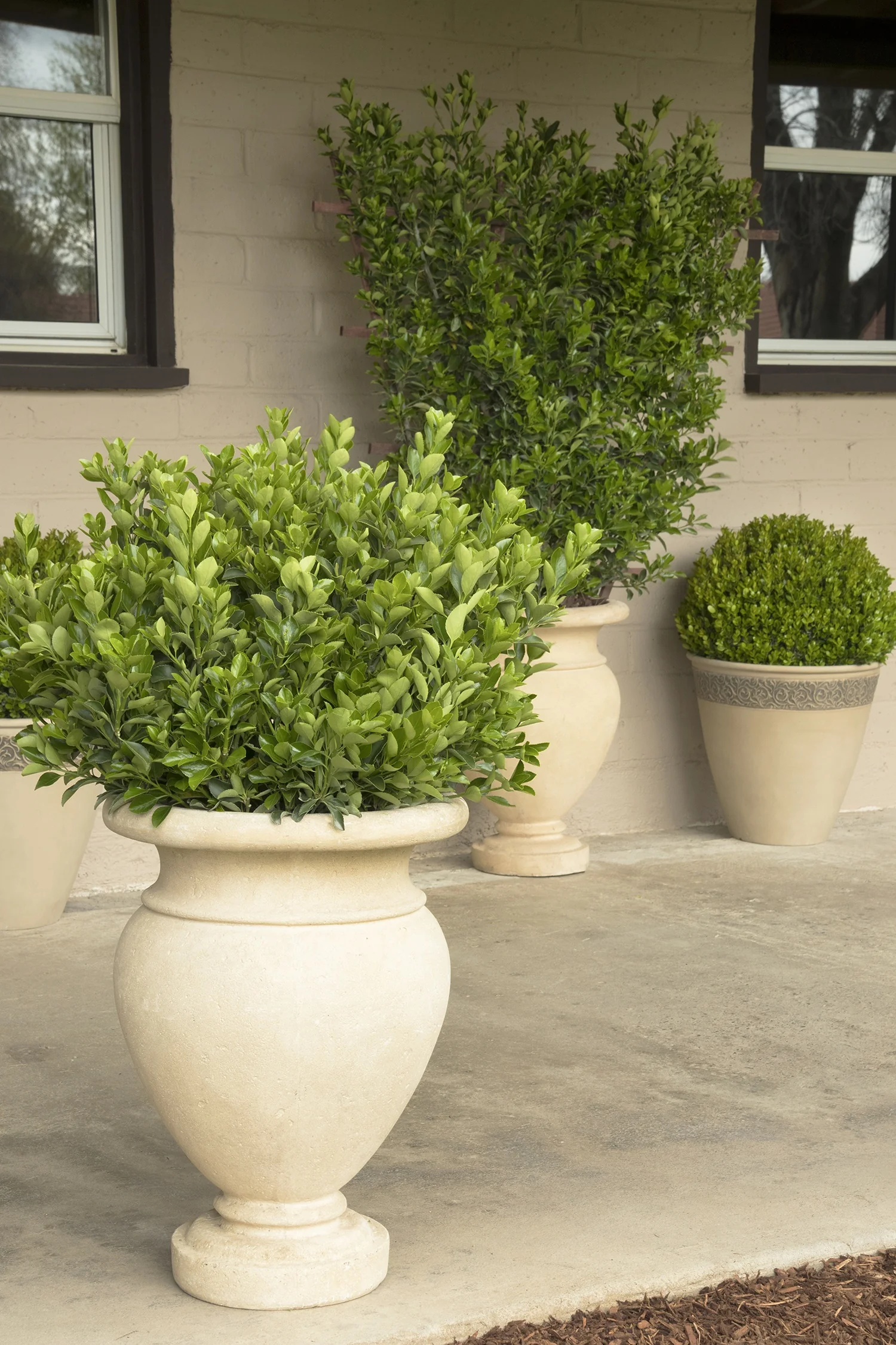 Japanese Euonymus