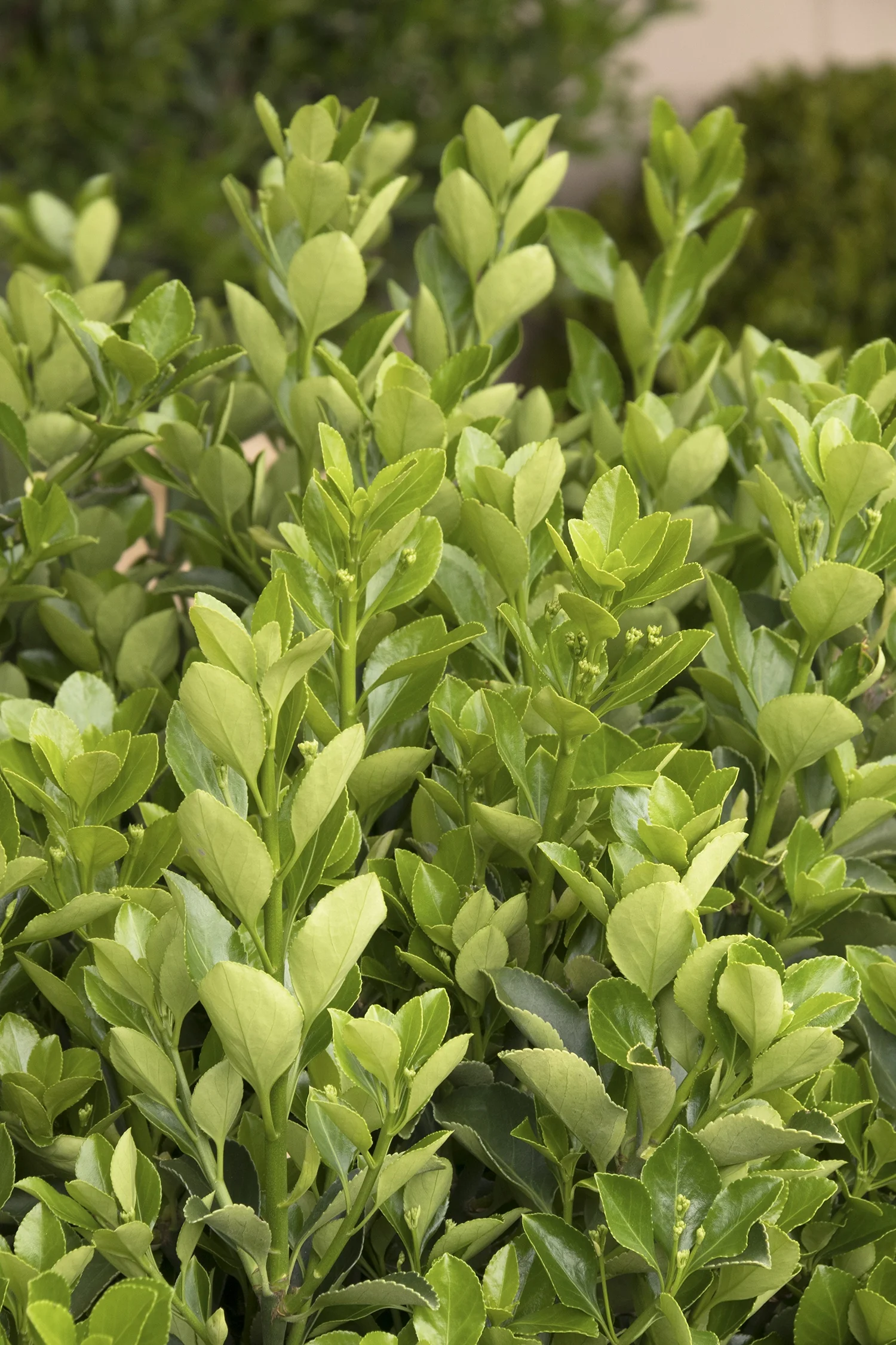 Japanese Euonymus
