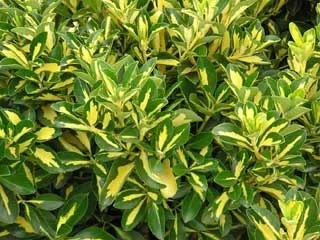 Gold Spot Euonymus 6 Gold Spot Euonymus