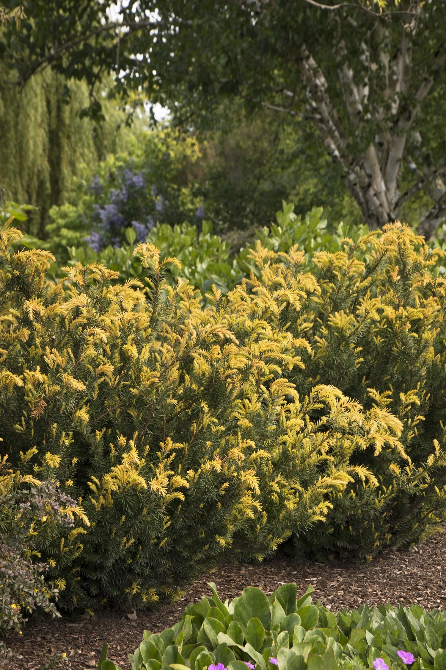 Huber's Tawny Gold Spreading Yew