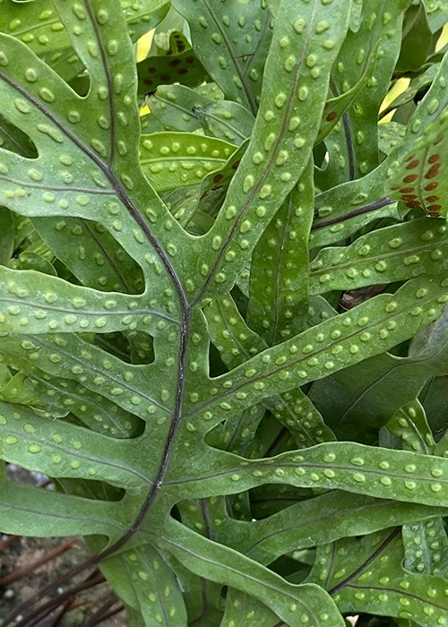 Kangaroo Paw Fern 4 Kangaroo Paw Fern