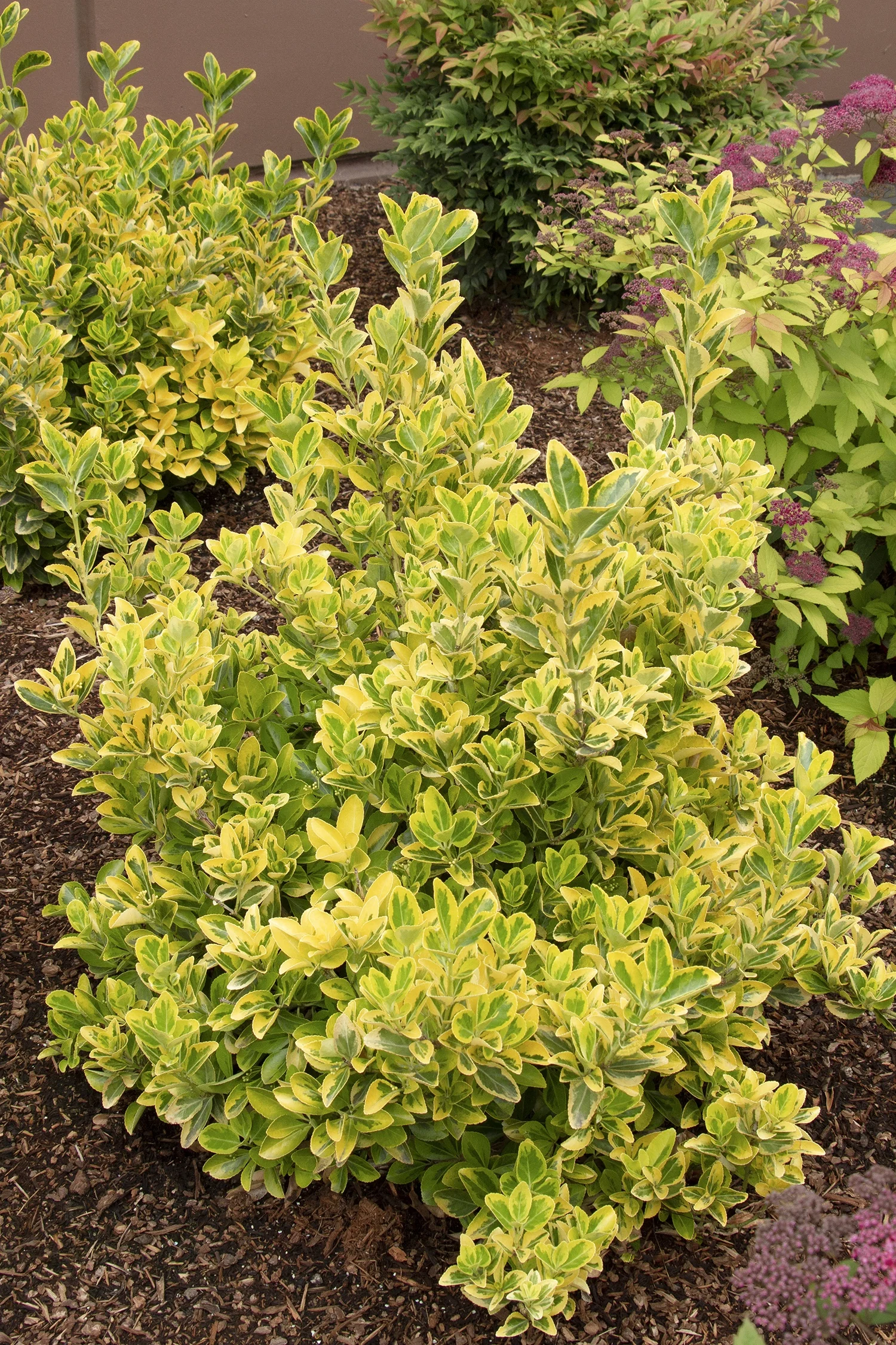 Golden Euonymus 1 Golden Euonymus