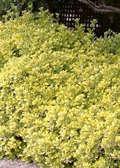 Golden Euonymus 3 Golden Euonymus