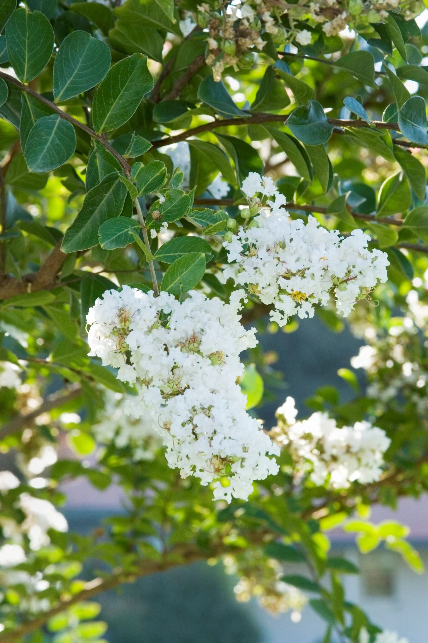 Acoma Crape Myrtle