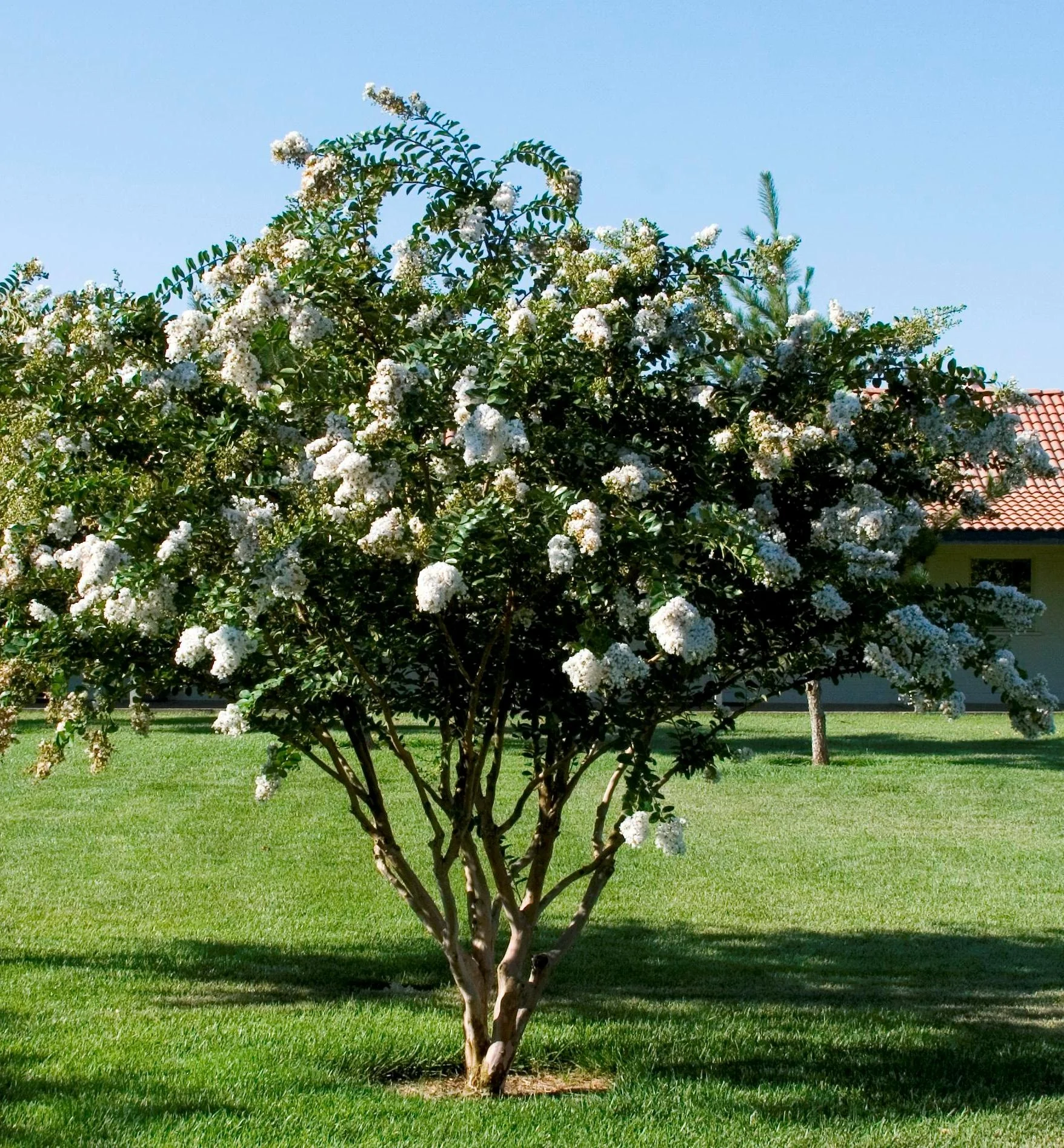 Acoma Crape Myrtle