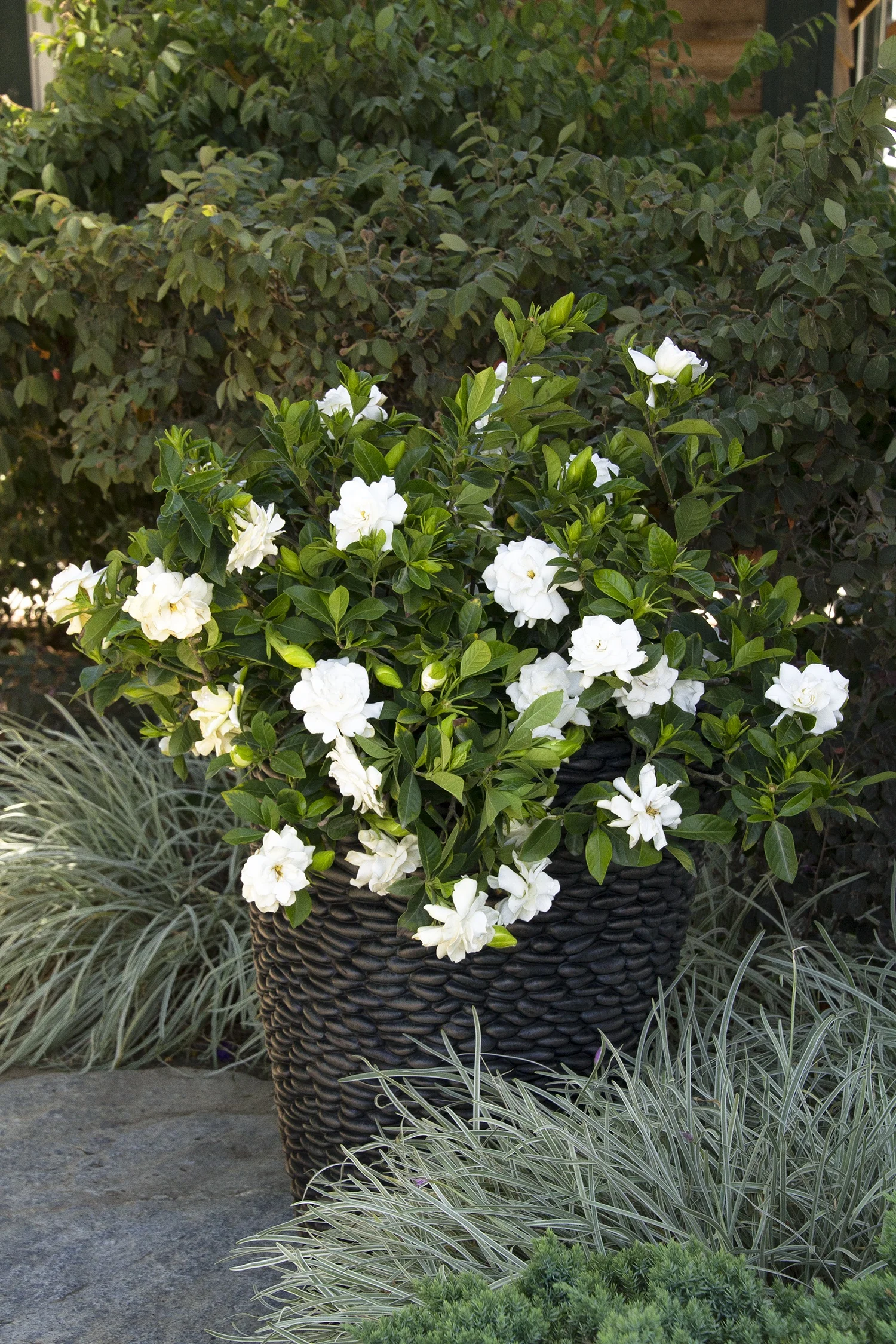 August Beauty Gardenia (Grafted)