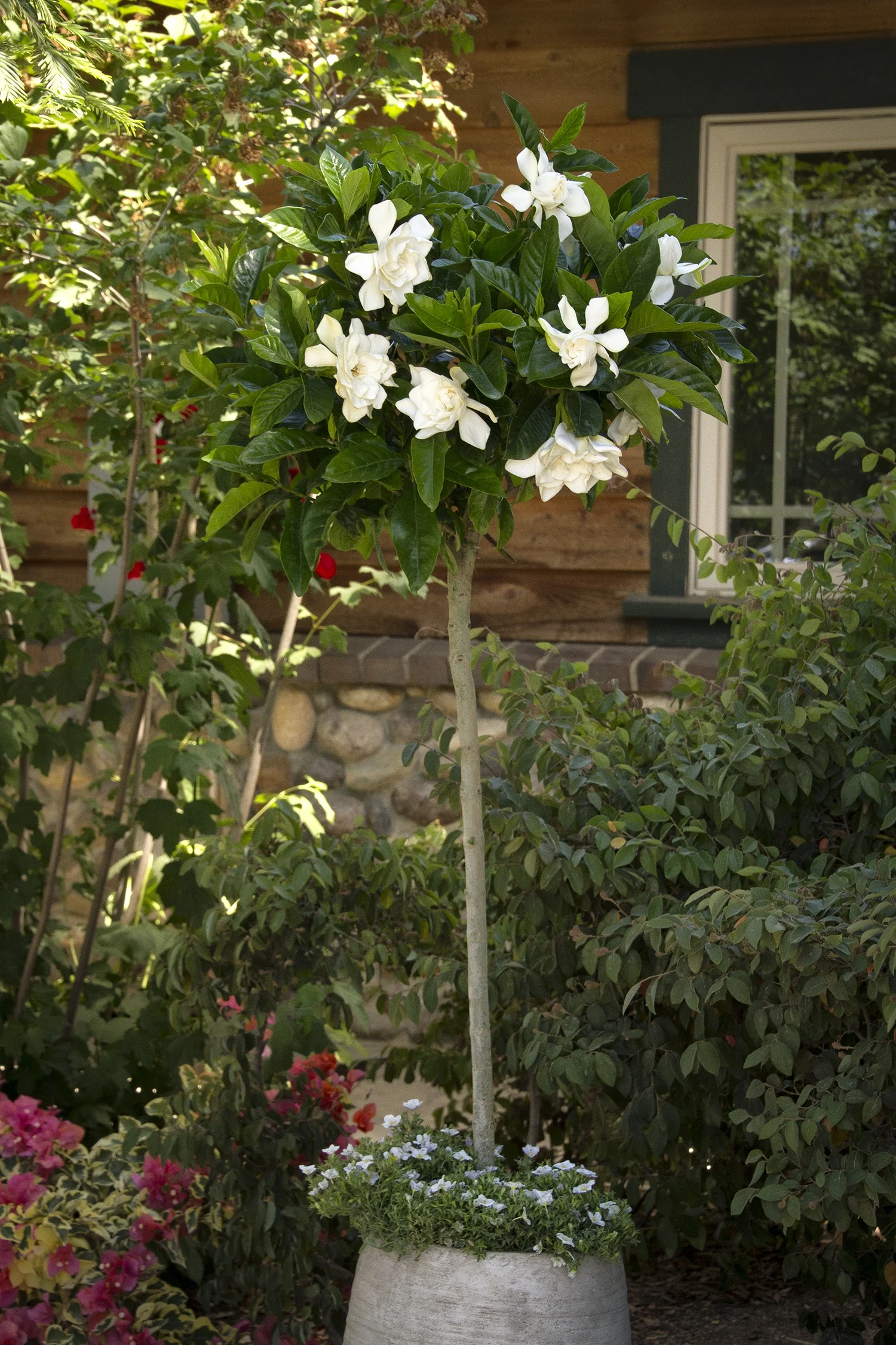 August Beauty Gardenia (Grafted) 3 August Beauty Gardenia (Grafted)
