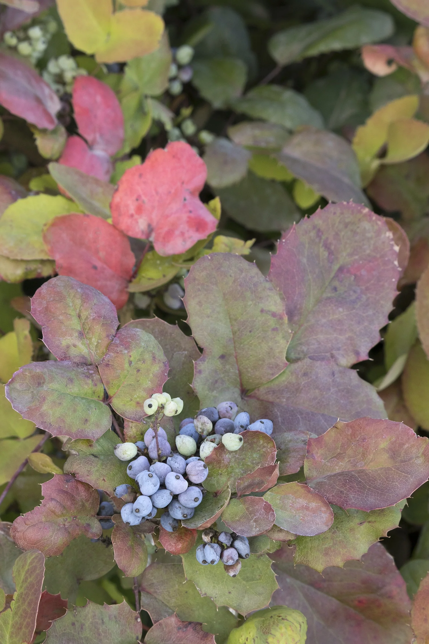 Darkstar® Creeping Oregon Grape 1 Darkstar® Creeping Oregon Grape