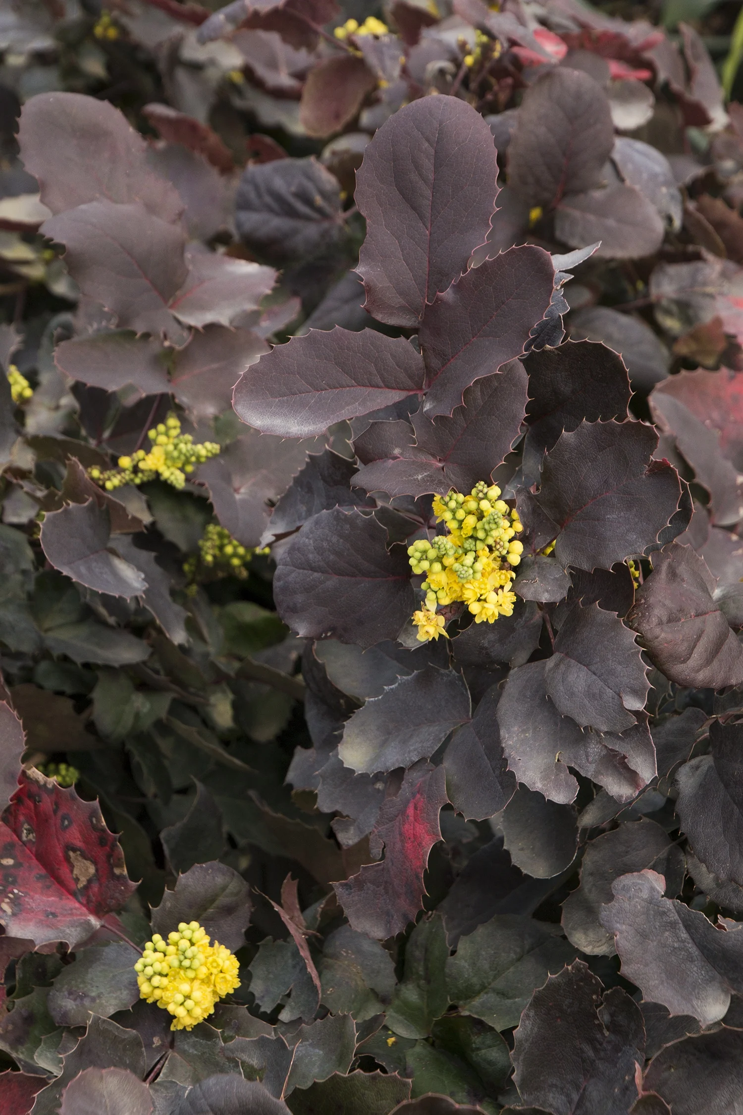 Darkstar® Creeping Oregon Grape 2 Darkstar® Creeping Oregon Grape