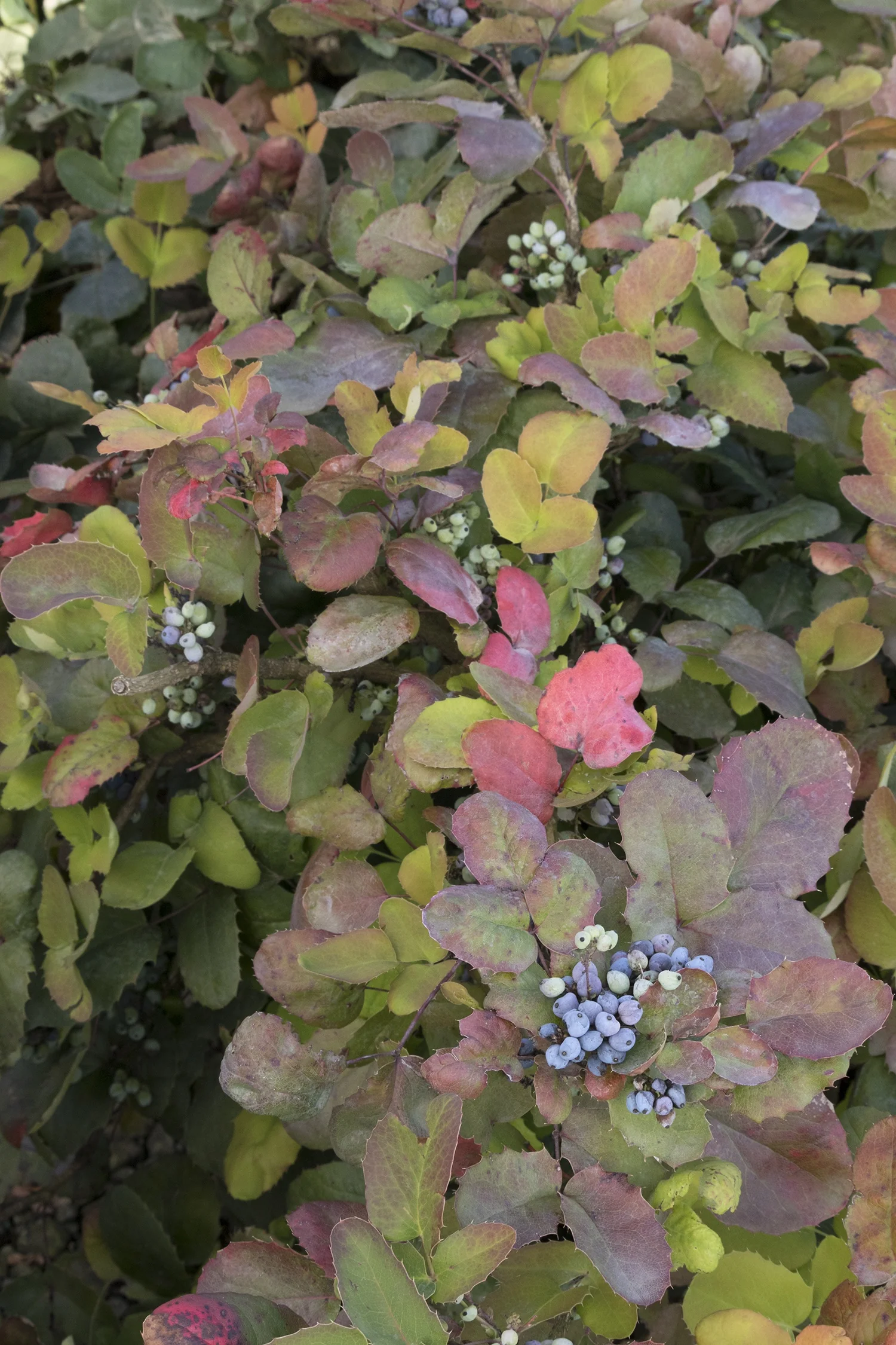 Darkstar® Creeping Oregon Grape 3 Darkstar® Creeping Oregon Grape