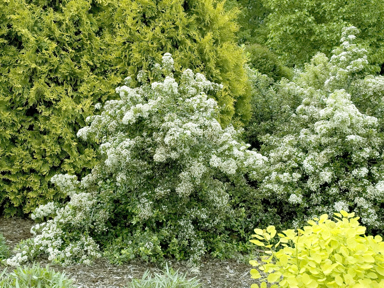 Lowboy Pyracantha 6 Lowboy Pyracantha
