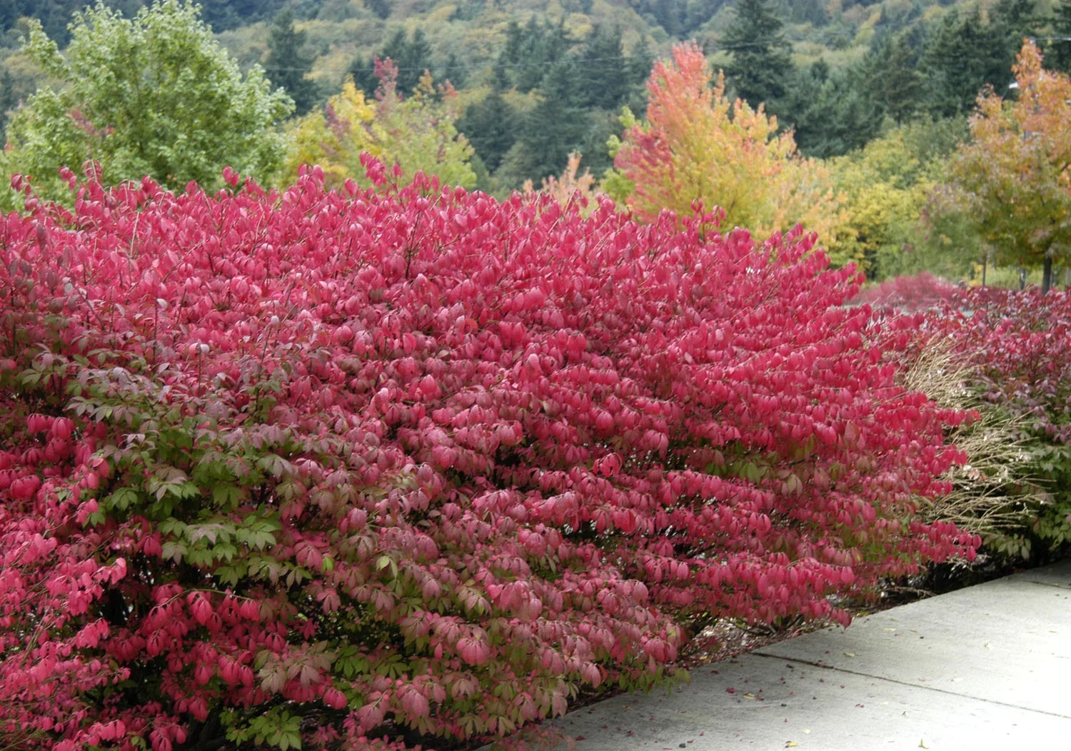 Dwarf Burning Bush