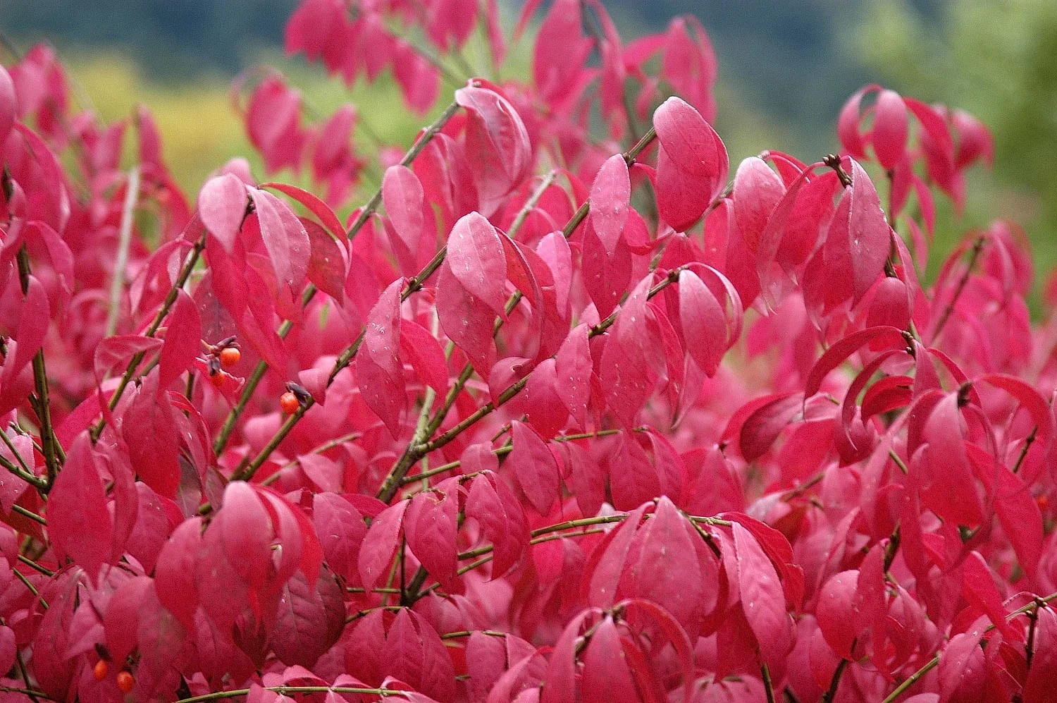 Dwarf Burning Bush