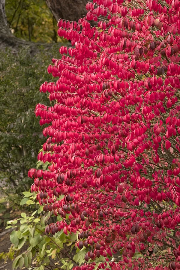 Dwarf Burning Bush 3 Dwarf Burning Bush