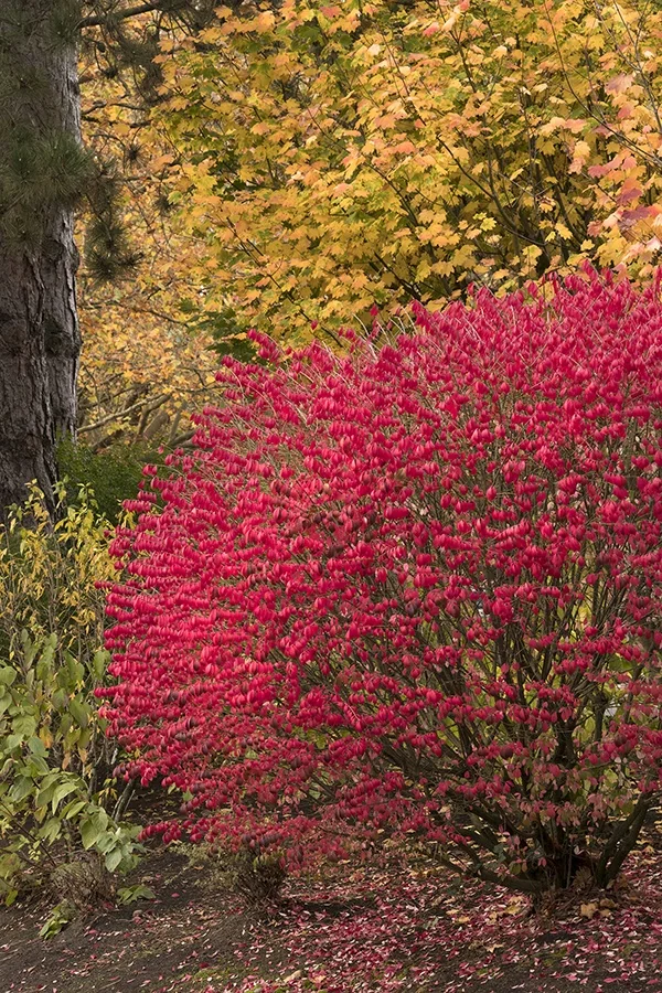 Dwarf Burning Bush 5 Dwarf Burning Bush