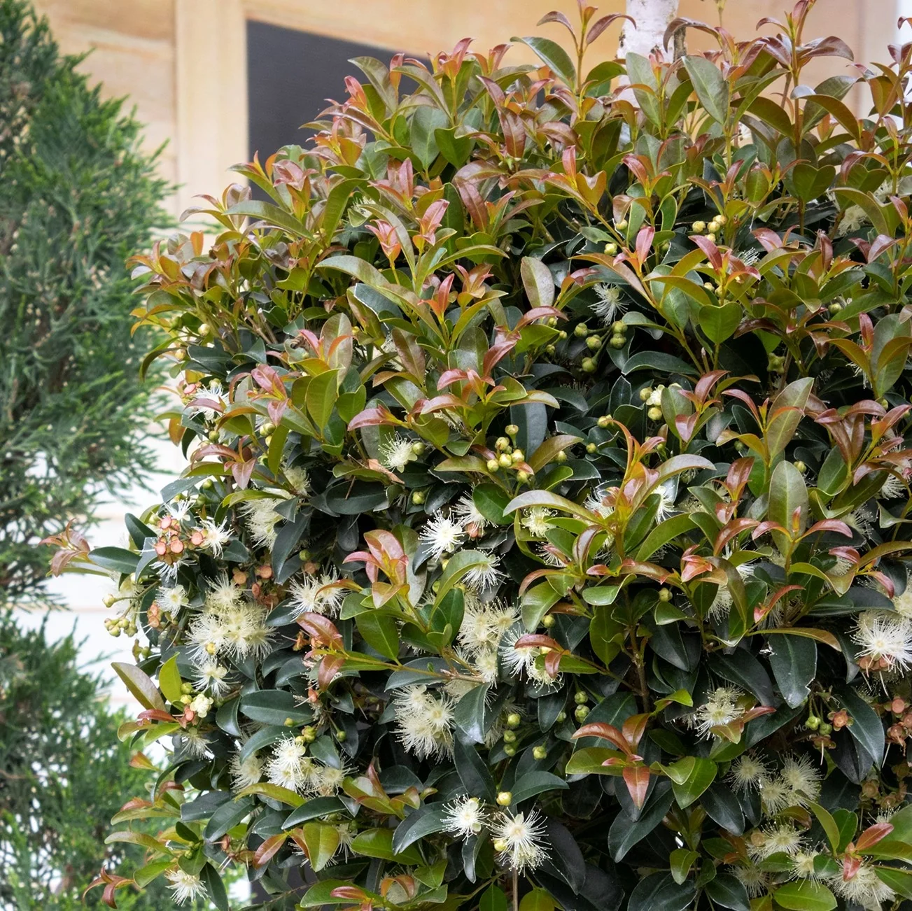 Monterey Bay Brush Cherry