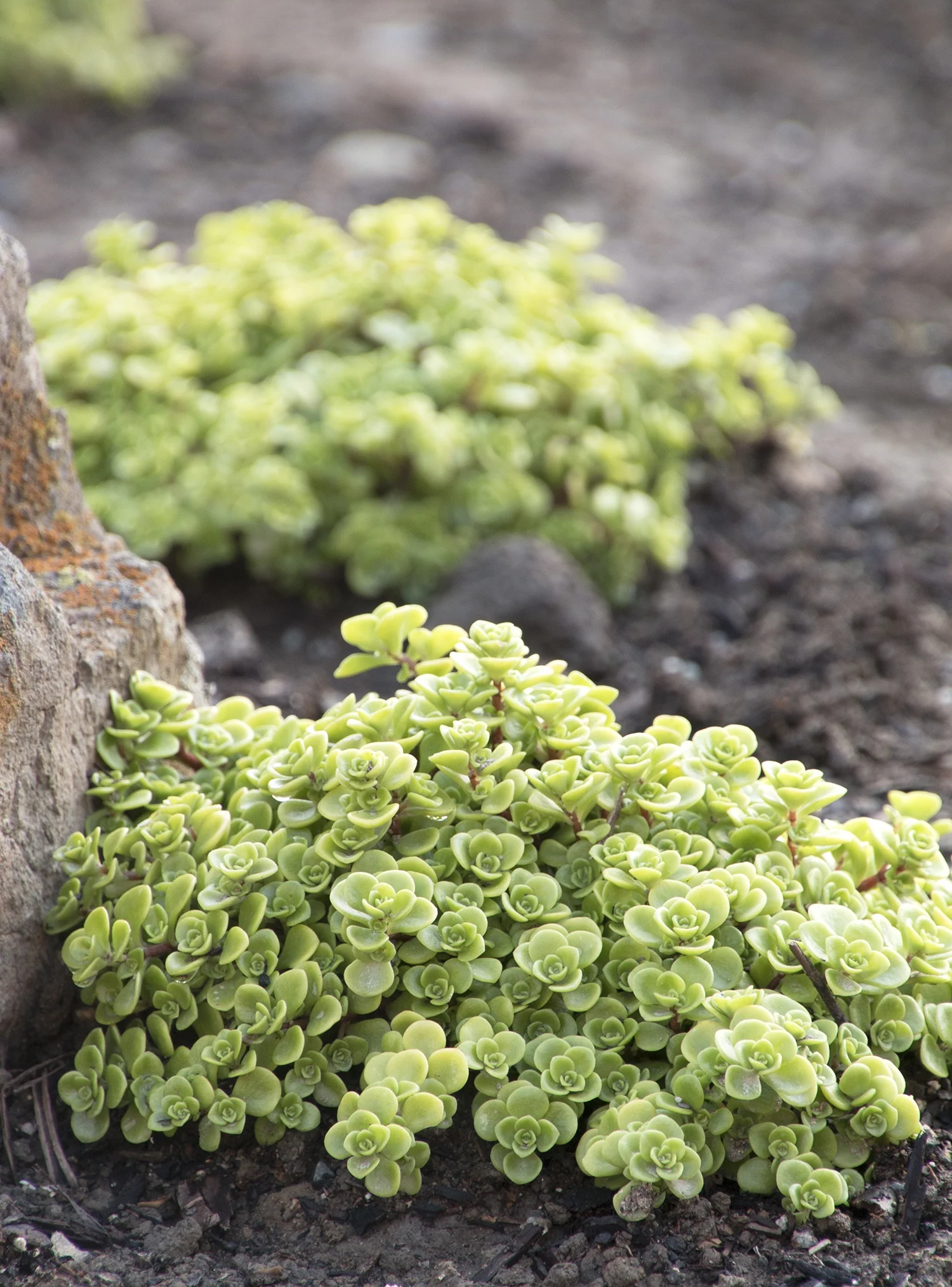 Limelight Japanese Stonecrop 12 Limelight Japanese Stonecrop