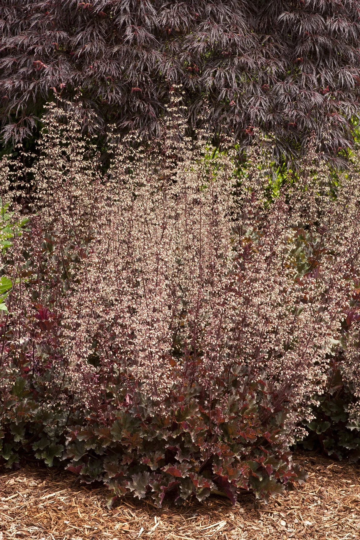 Crimson Curls Heuchera 3 Crimson Curls Heuchera