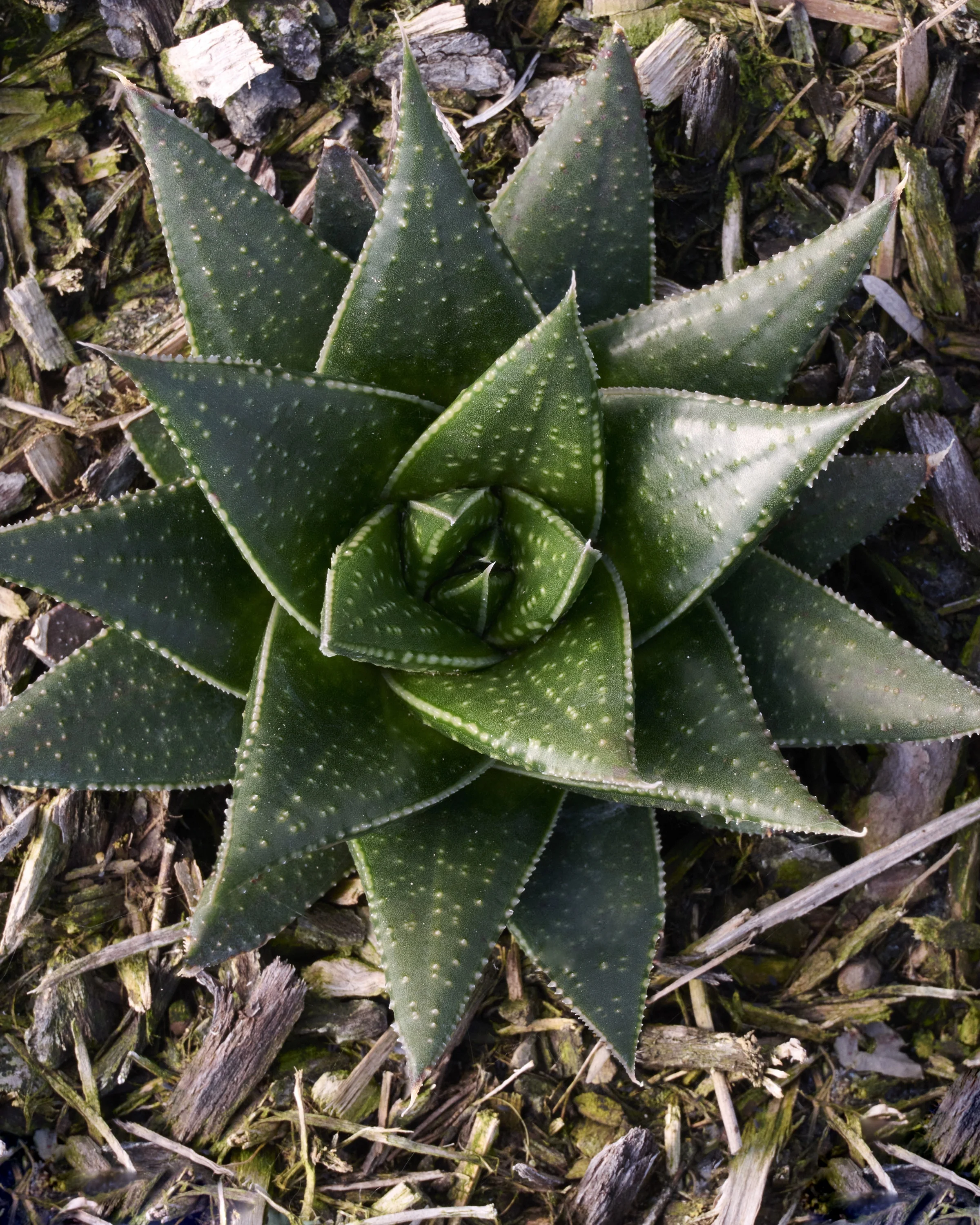 Solana Gasteria 1 Solana Gasteria
