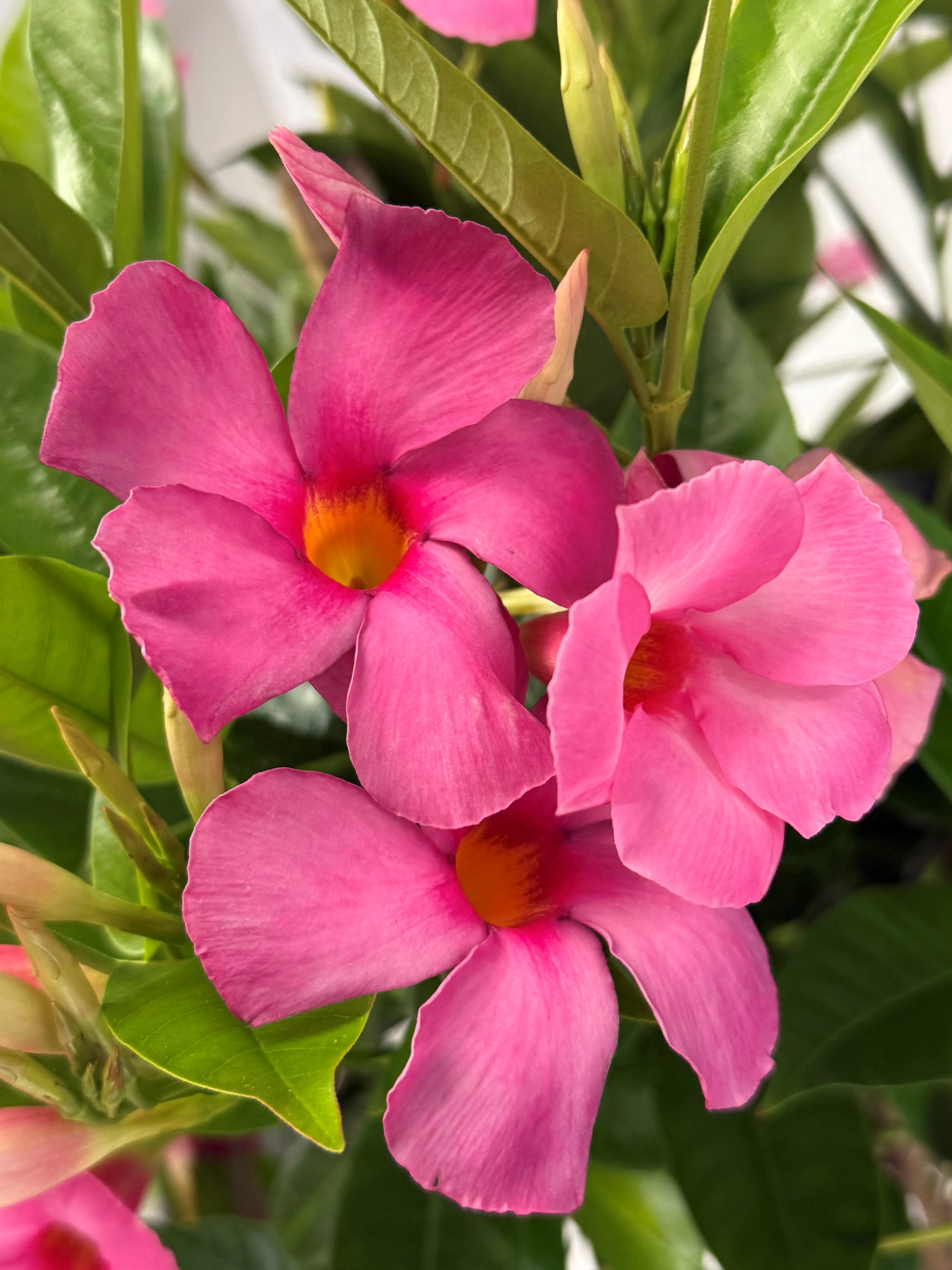 Sun Parasol® Suprema Vivid Pink Mandevilla 2 Sun Parasol® Suprema Vivid Pink Mandevilla