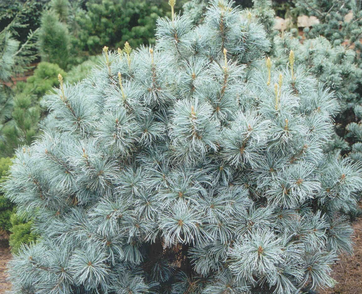 Blue Angel White Pine